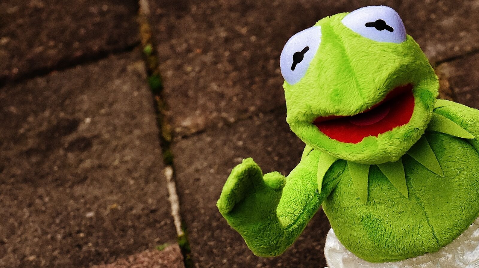 Nikon D7200 sample photo. Kermit, frog, funny photography