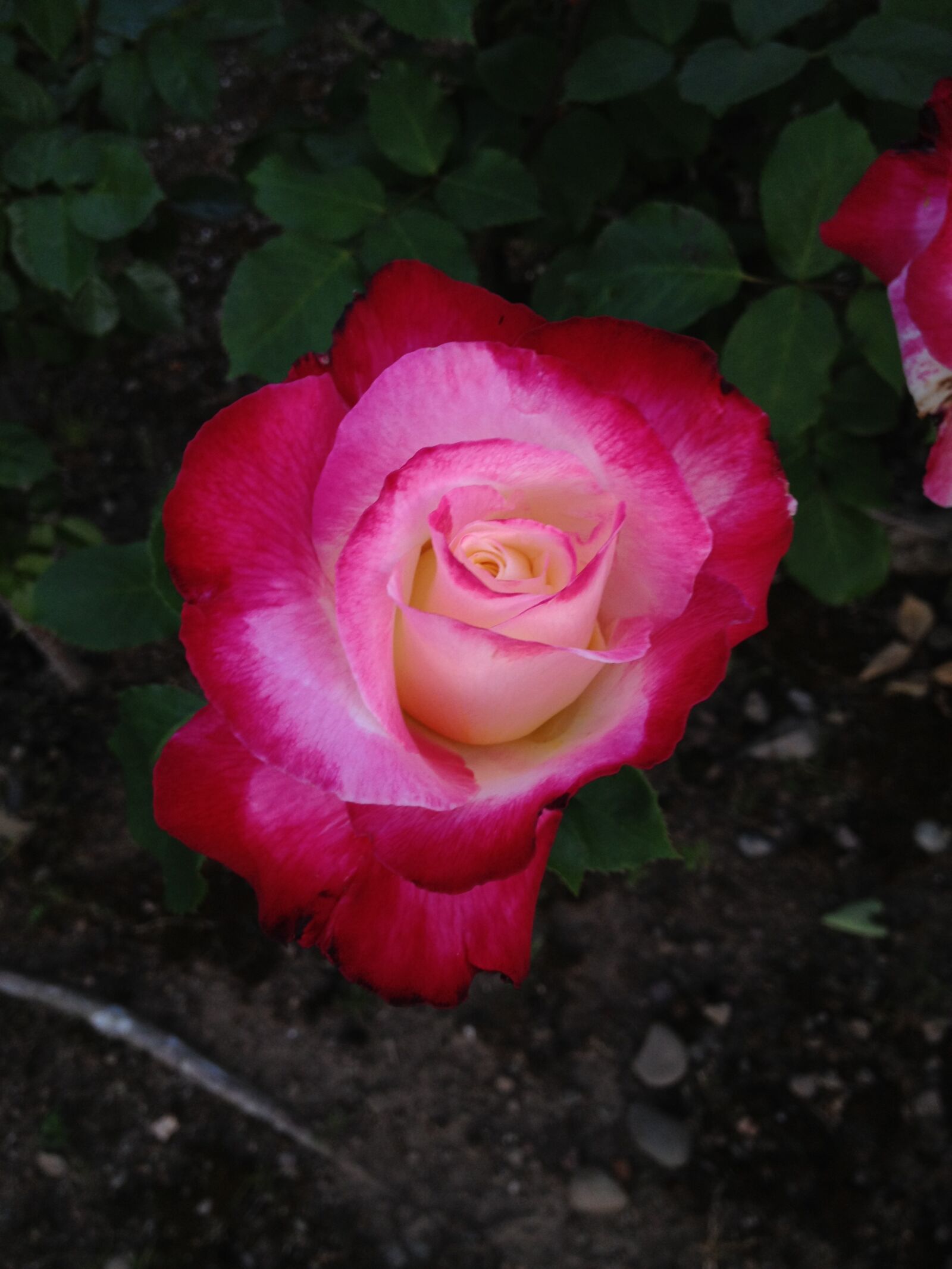 Apple iPhone 4S sample photo. Rose, flower, red photography