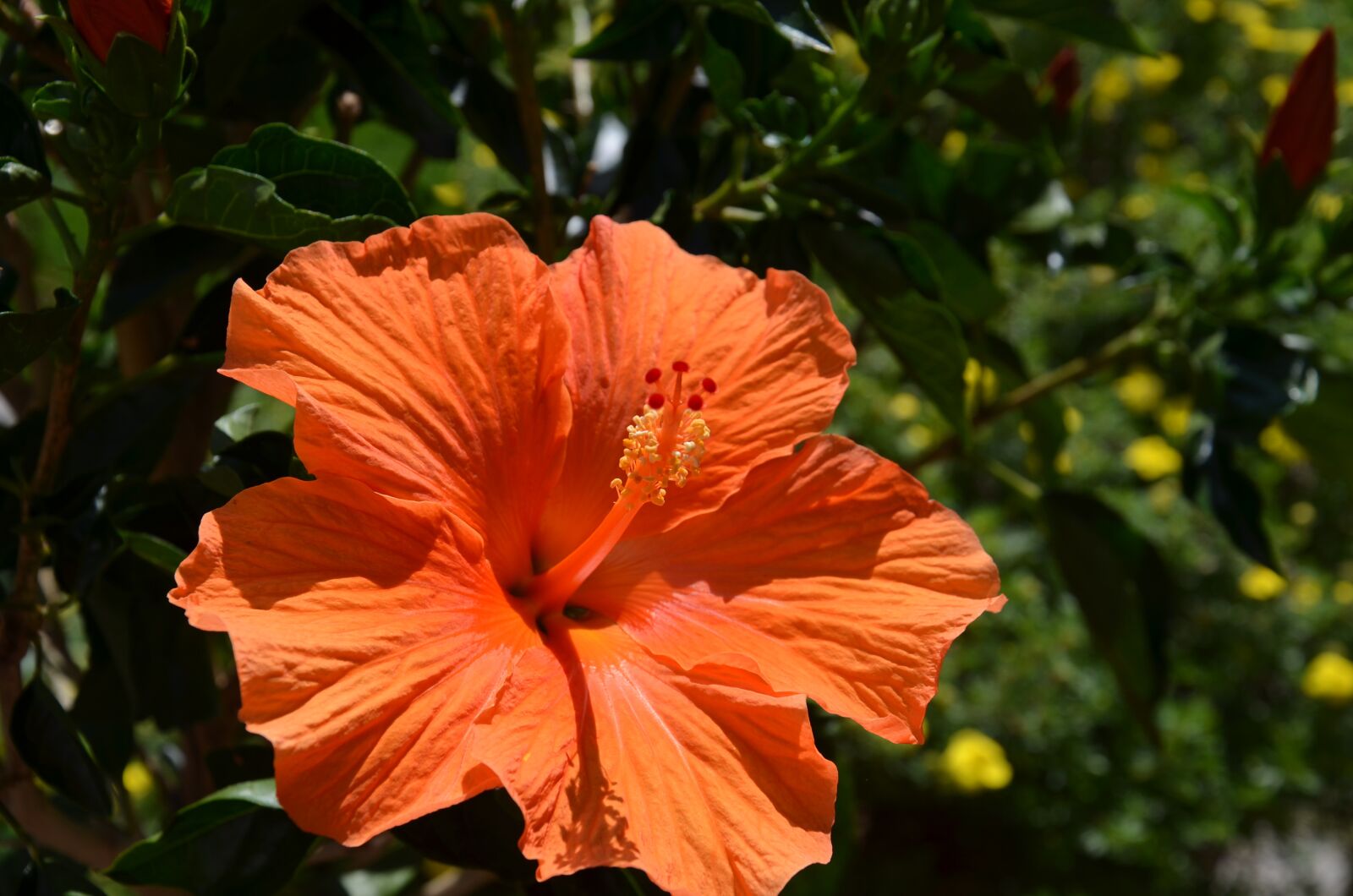 Nikon D7000 sample photo. Orange, hibiscus, pistil photography