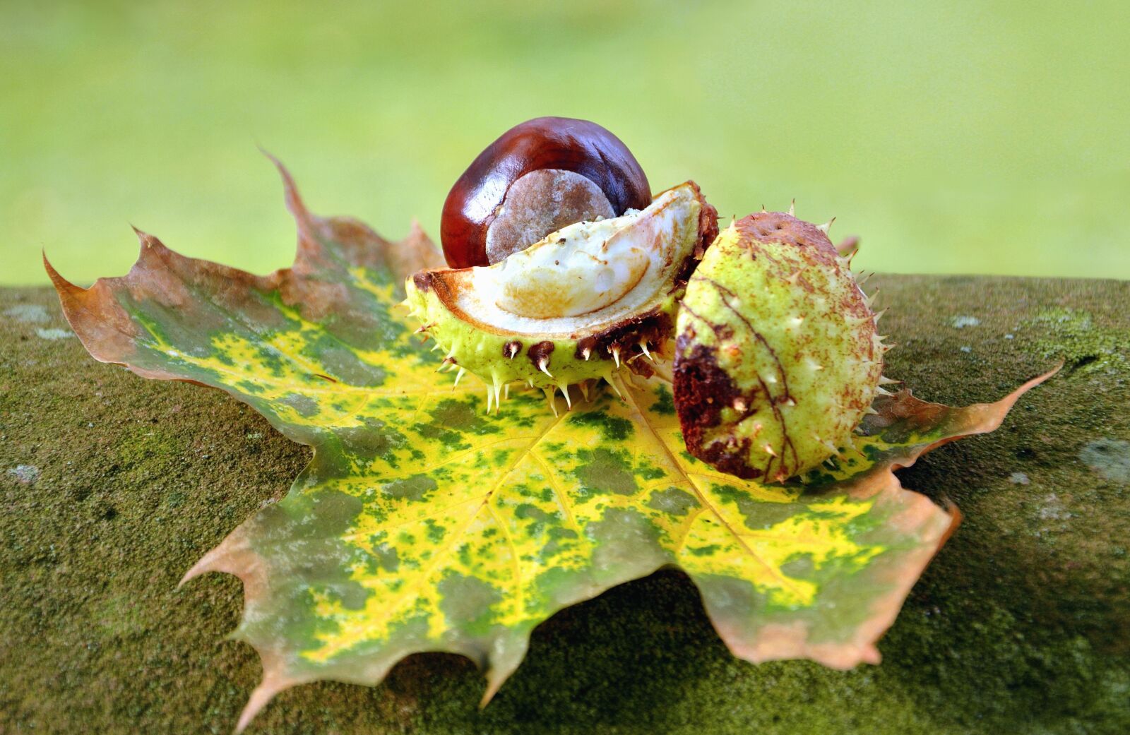 Nikon D5200 sample photo. Autumn, wood, chestnut, thorn photography
