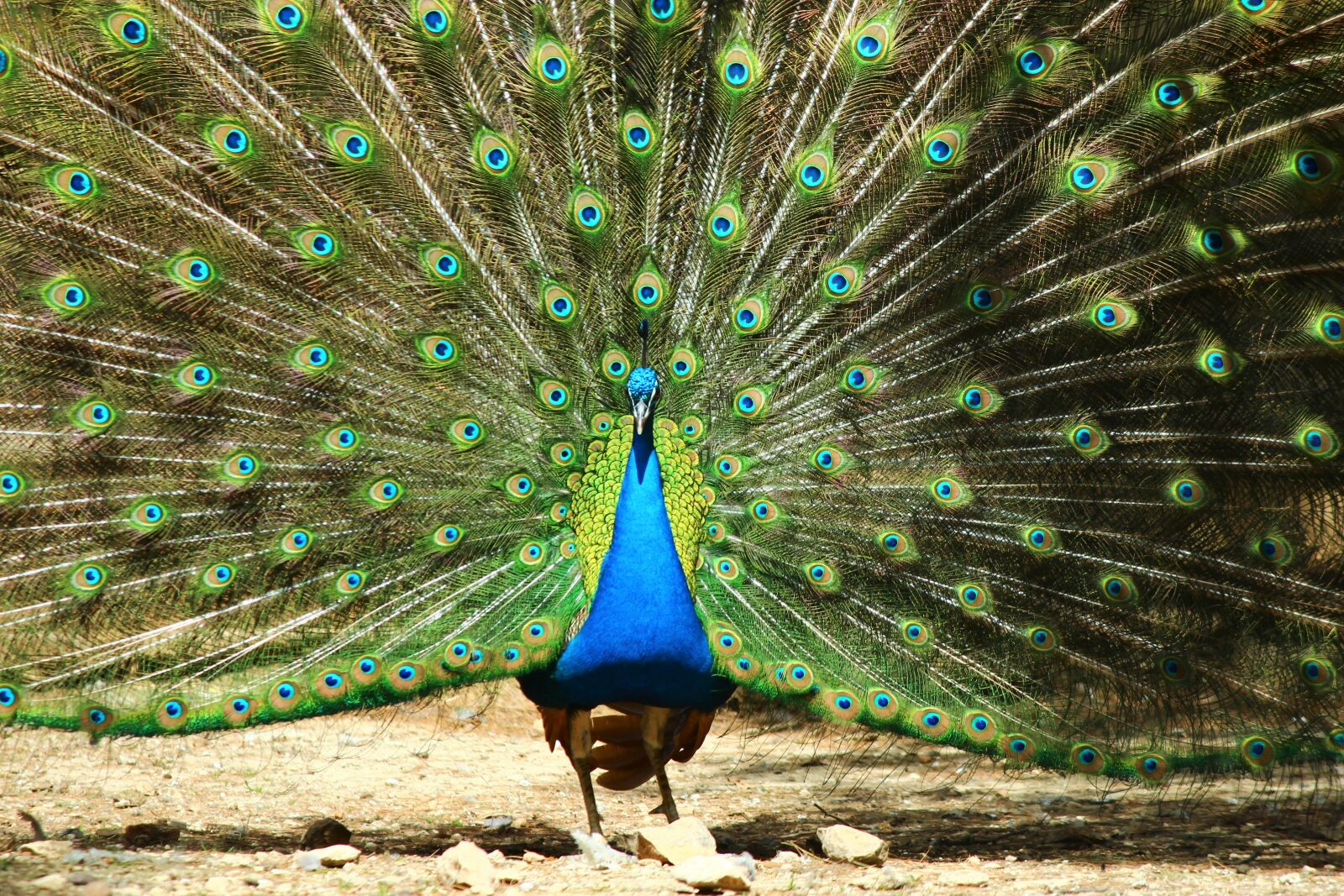 Canon EOS 600D (Rebel EOS T3i / EOS Kiss X5) sample photo. Peacock, birds, exhibition photography