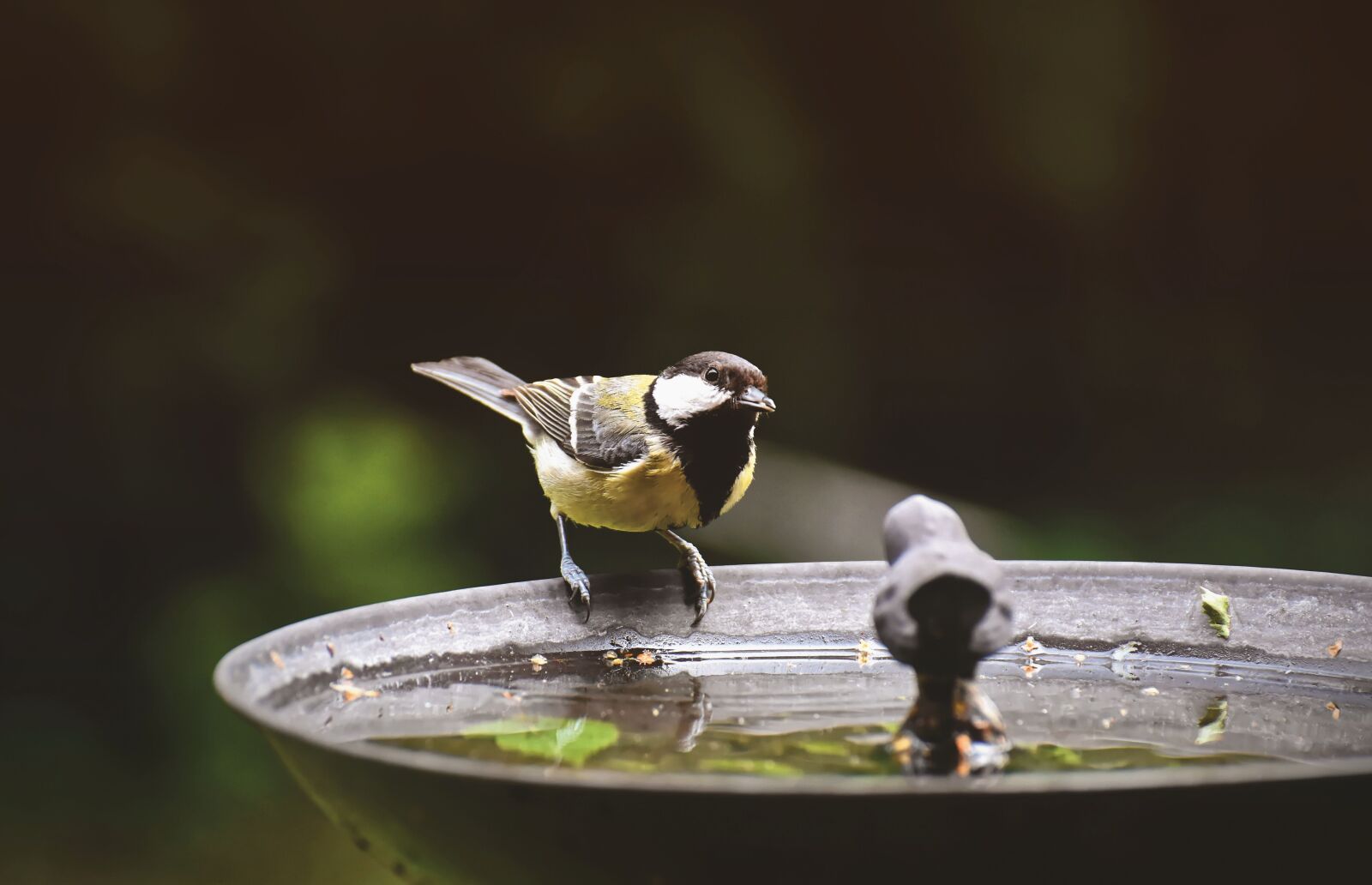 Nikon D7200 sample photo. Tit, water, bird bath photography