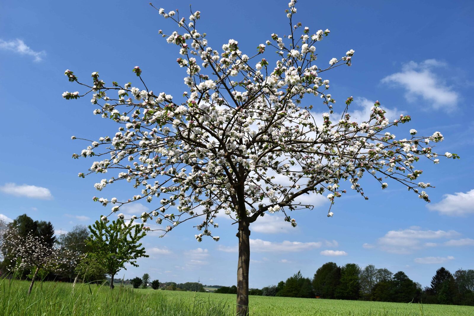 Nikon D3300 sample photo. Nature, flower, branch, sky photography