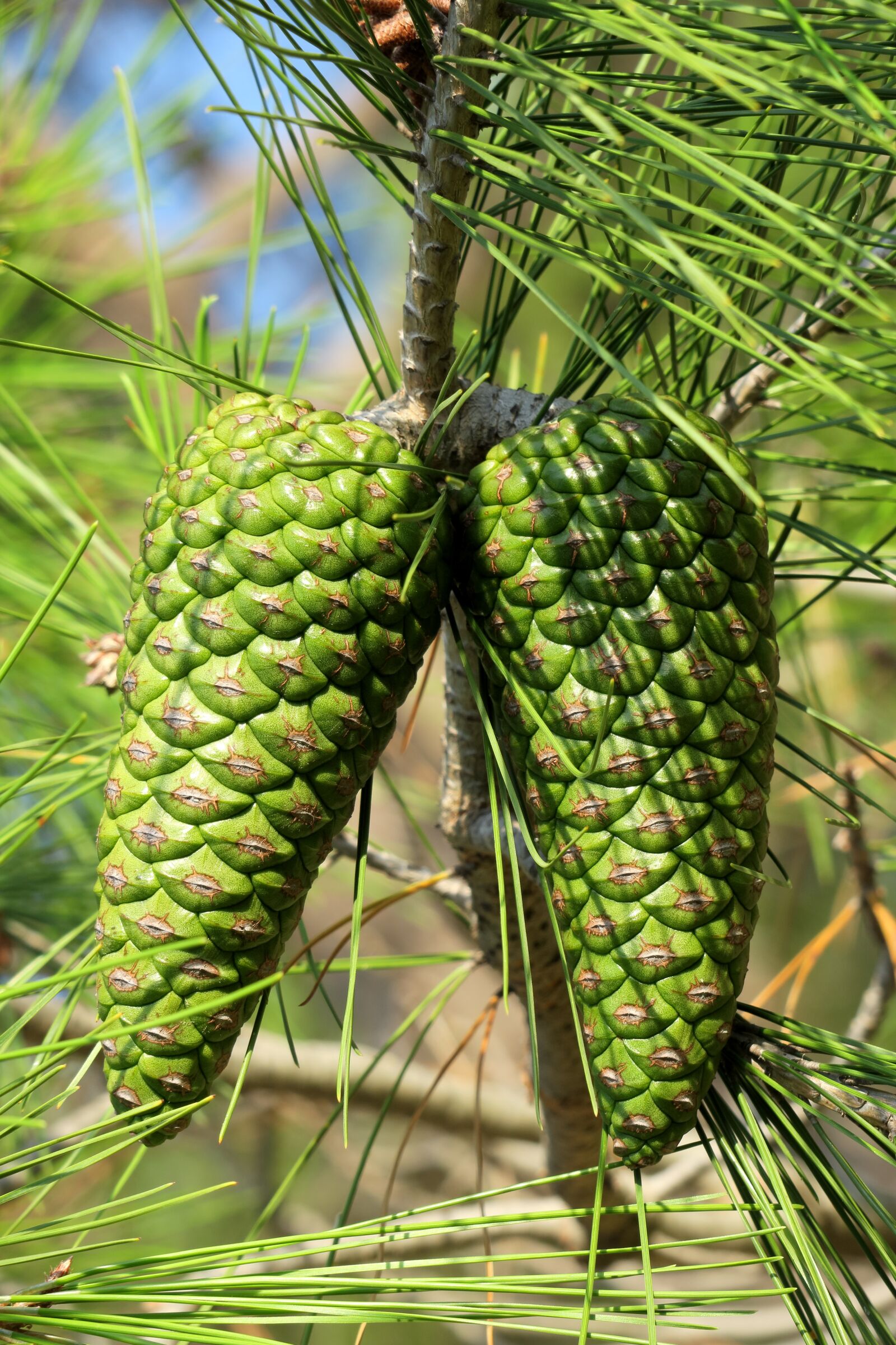 Canon PowerShot G3 X sample photo. Pine cones, green, closed photography