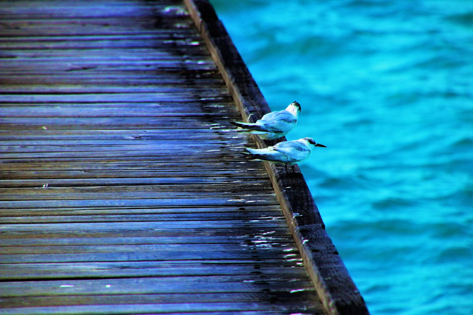 Canon EOS 80D sample photo. Birds, water, the pier photography