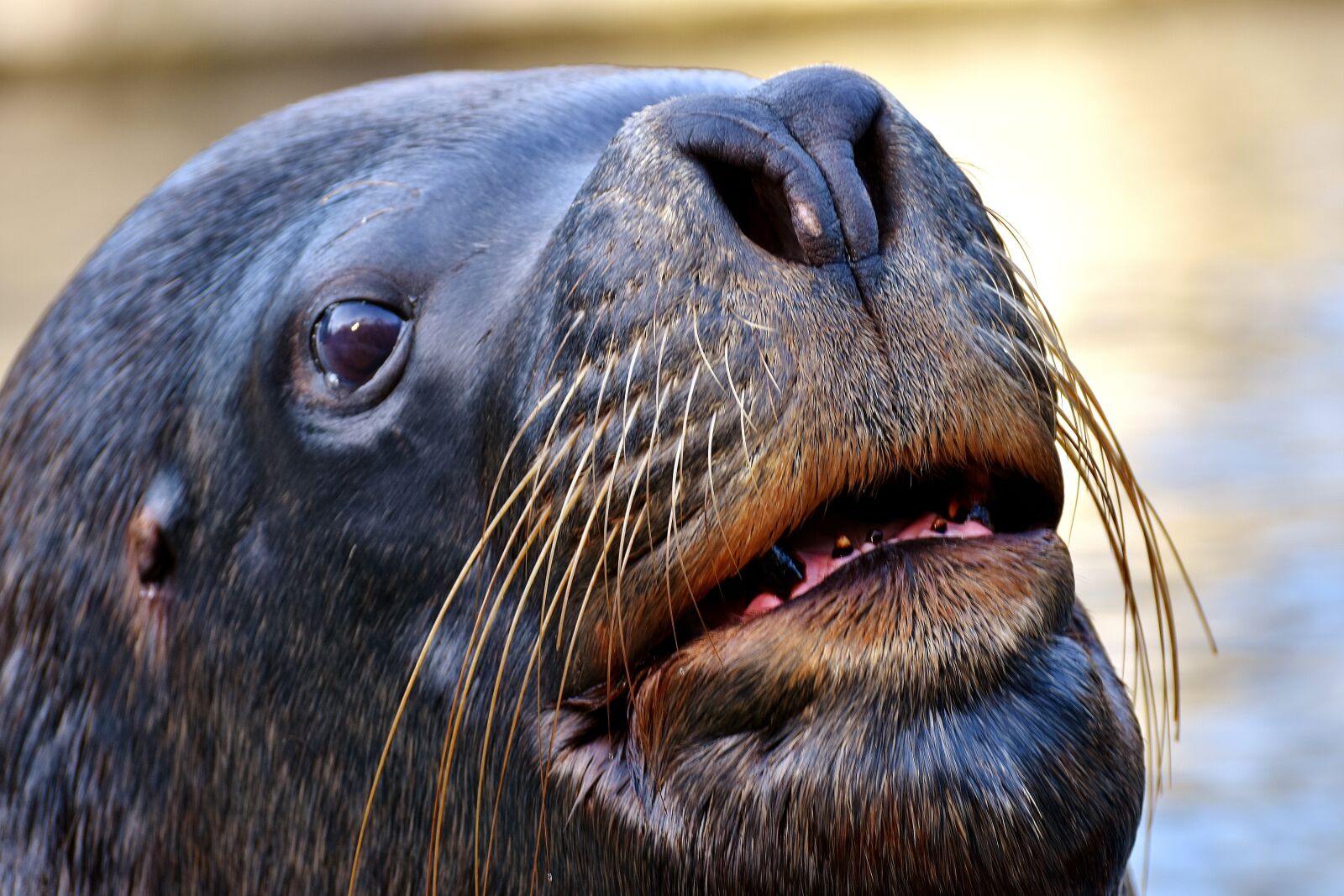 Nikon D7200 sample photo. Seal, sea lion, swim photography