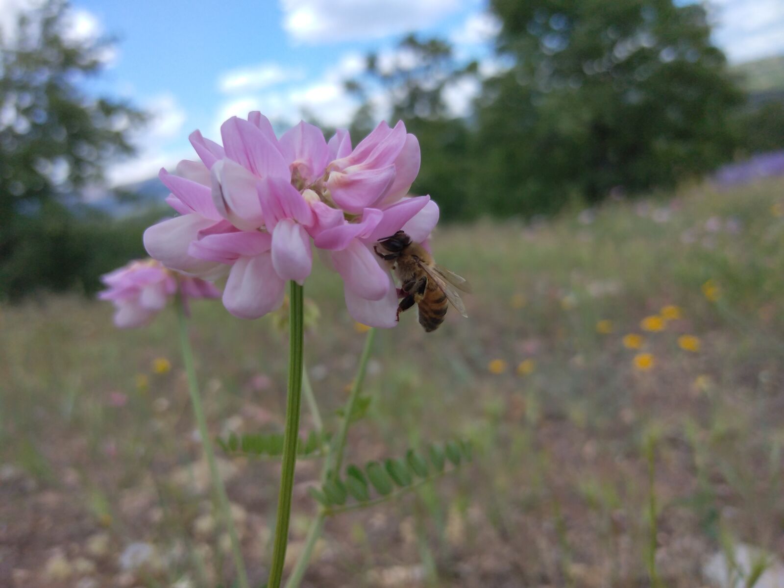 HUAWEI DUB-LX1 sample photo. Flower, bee photography