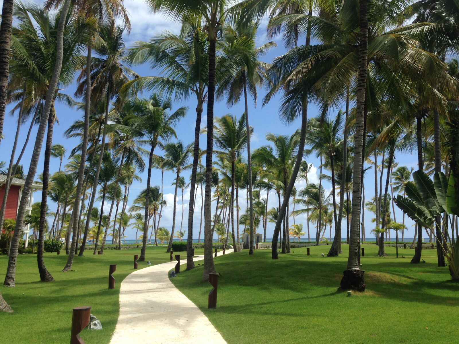 iPhone 5 back camera 4.12mm f/2.4 sample photo. Palm trees, caribbean, dominican photography
