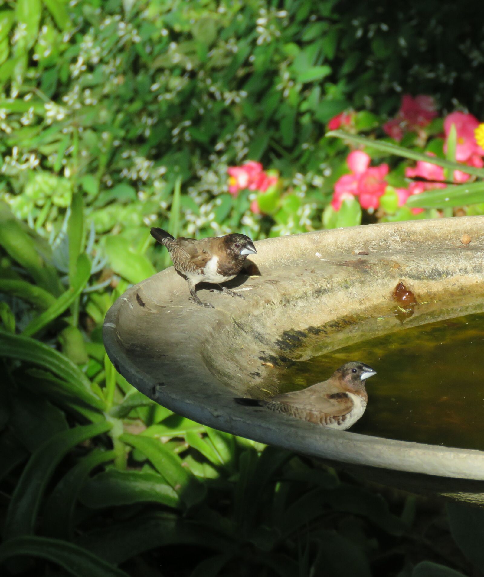 Canon PowerShot SX60 HS sample photo. Birds, mannequin, bronze mannequin photography