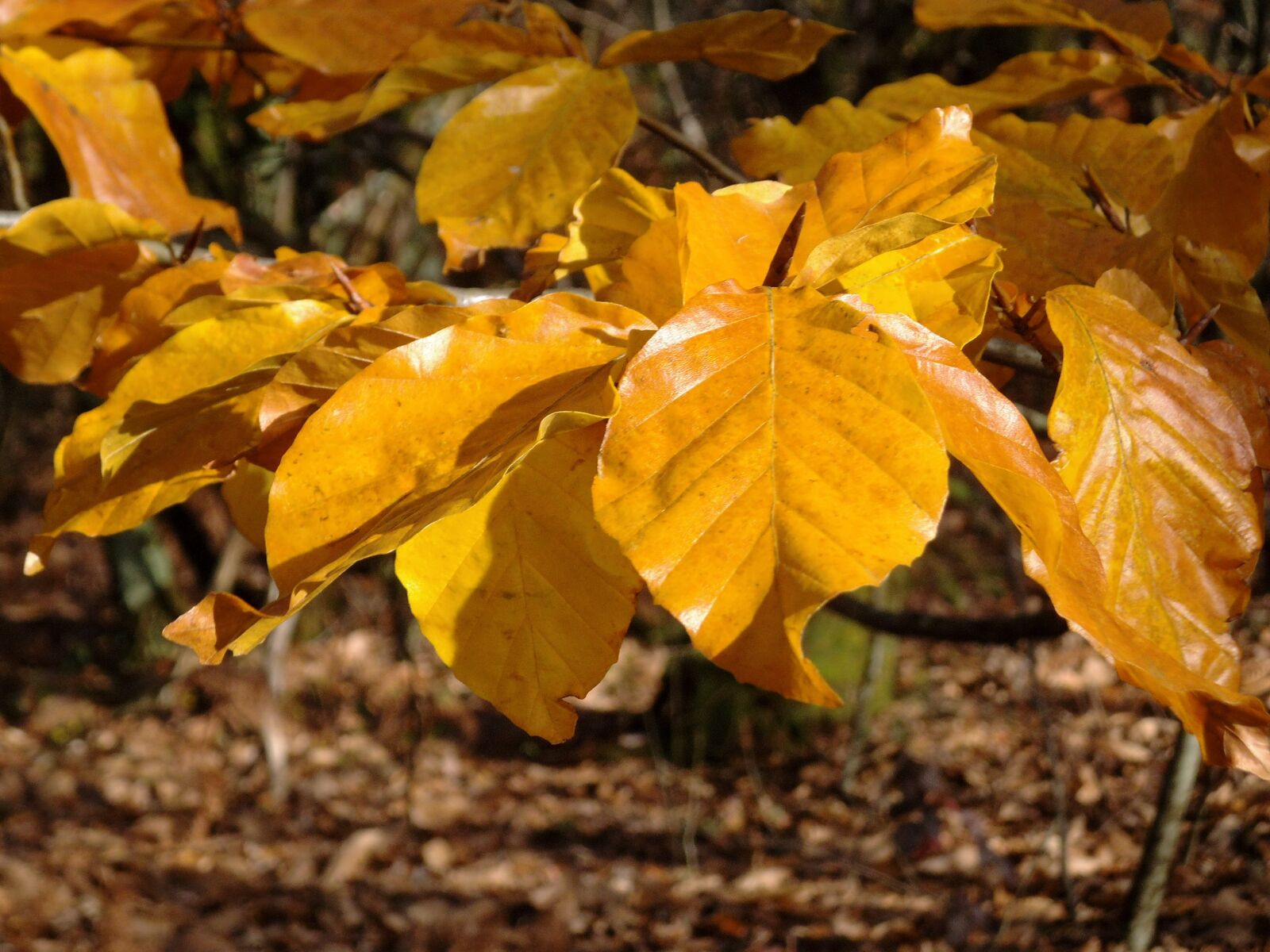 Fujifilm FinePix JZ100 sample photo. Leaves, fall, autumn photography