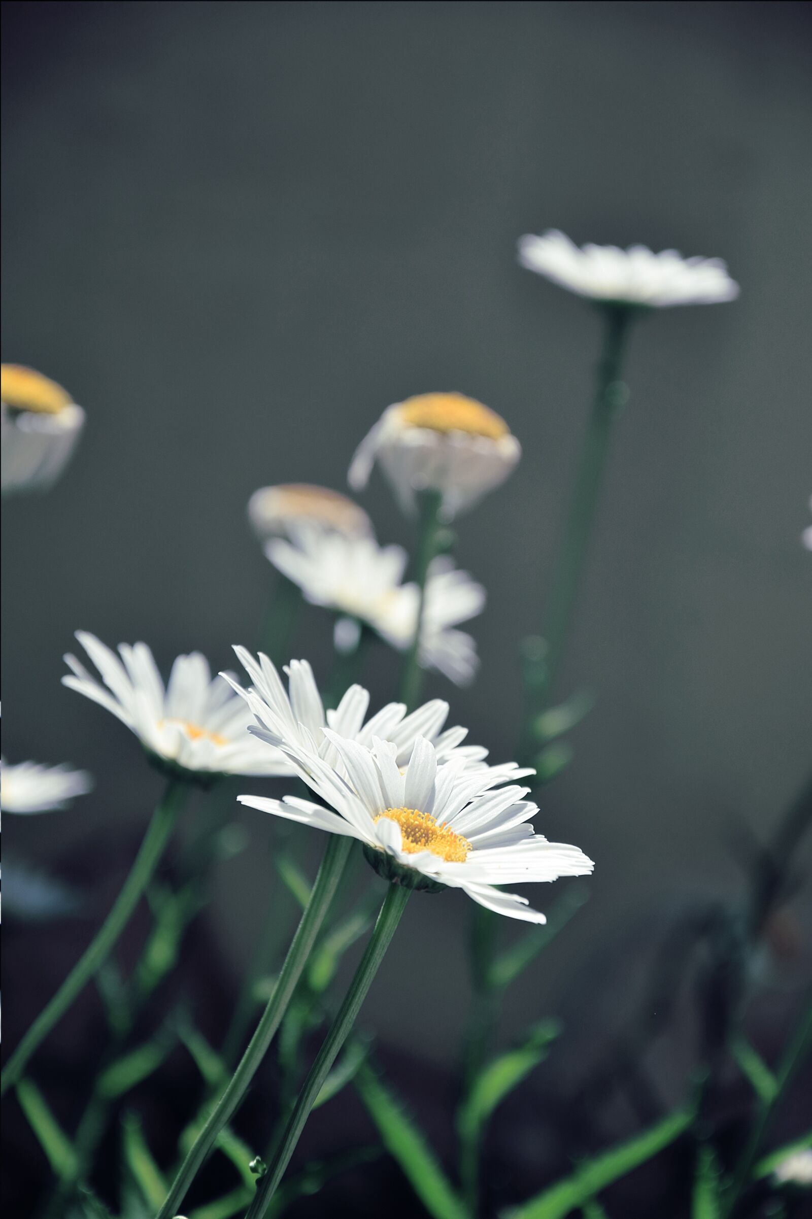 Nikon D3300 sample photo. Daisies, white daisies, flower photography