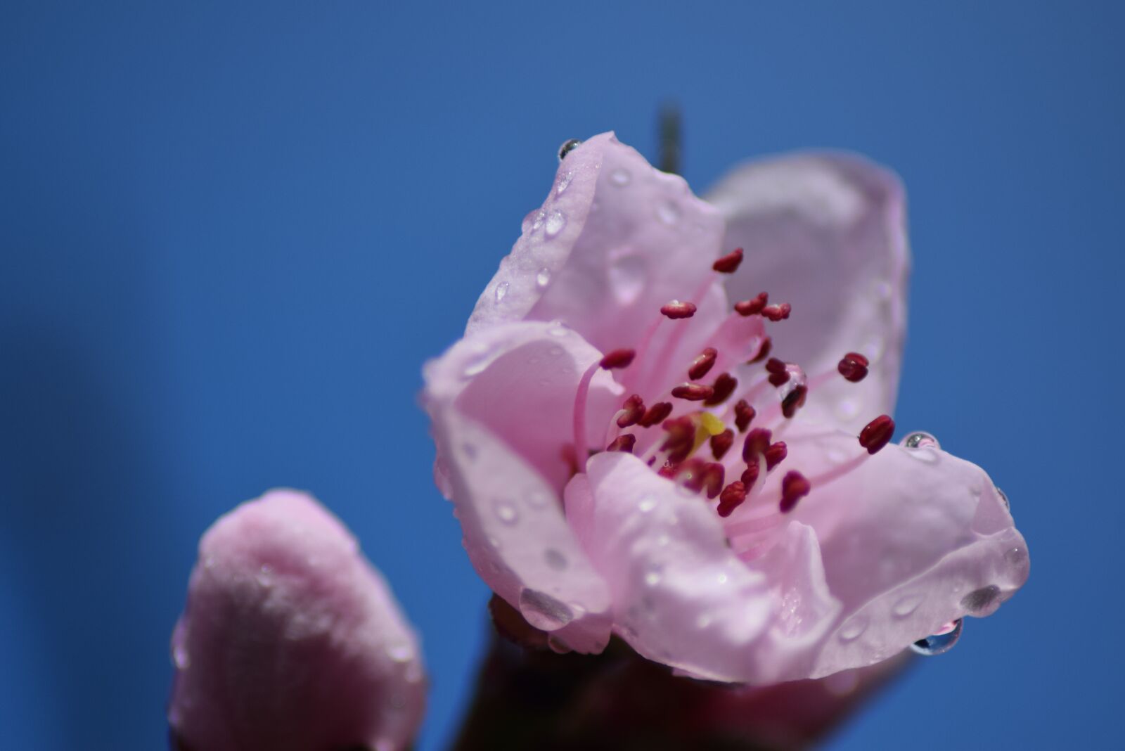 Nikon D5300 sample photo. Cherry blossom, blossom, bloom photography