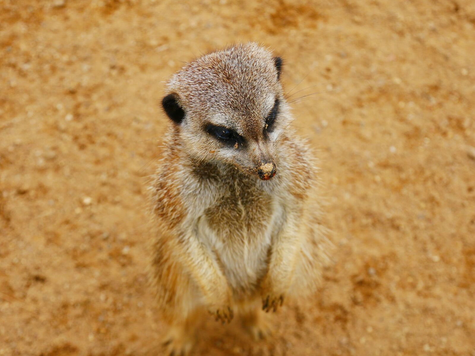 Panasonic DMC-G70 sample photo. Meerkat, animal, prairie photography