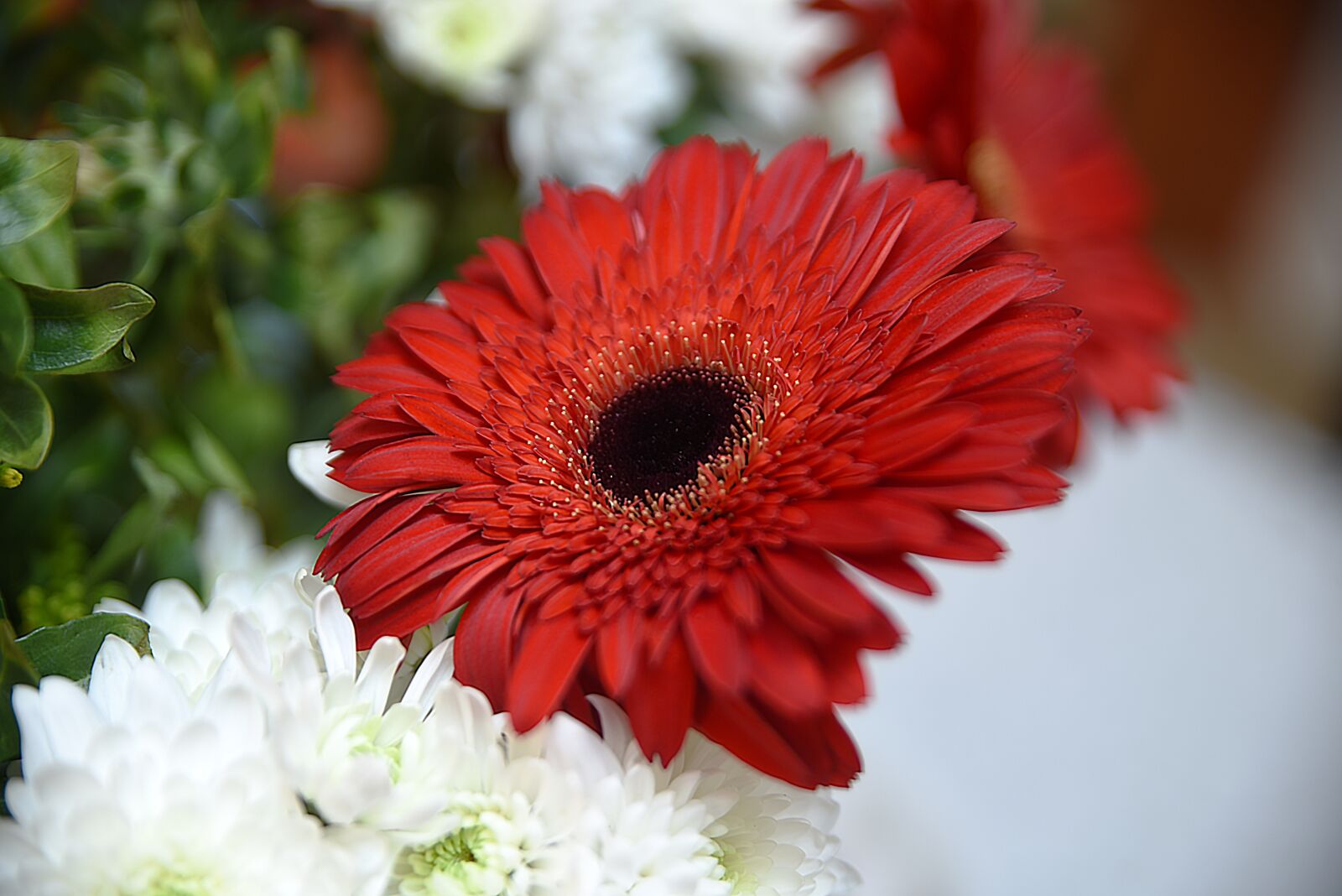 Nikon D750 sample photo. Flower, flora, nature photography