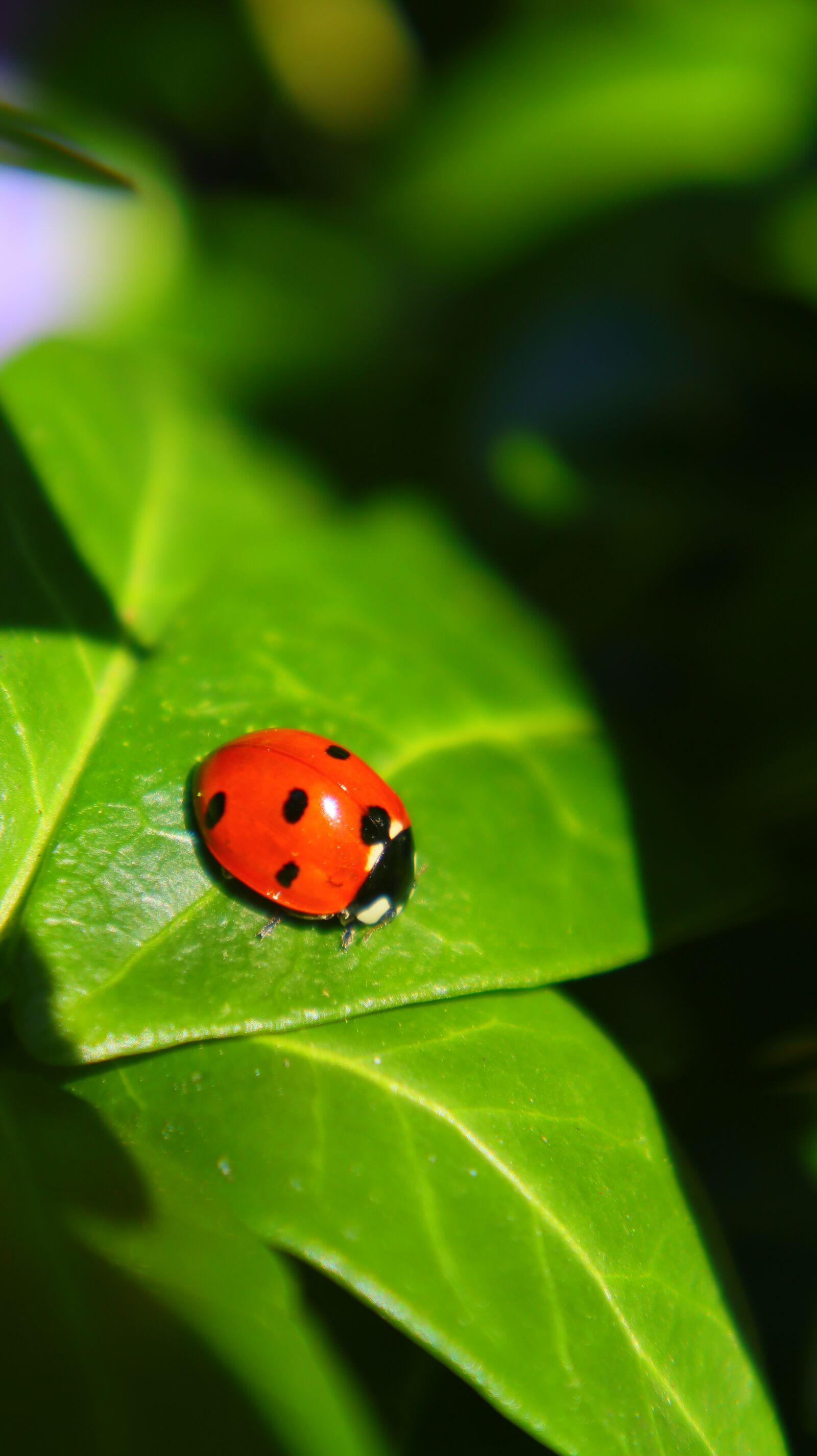 Canon EF-M 15-45mm F3.5-6.3 IS STM sample photo. Lady bug, beetle, ladybug photography