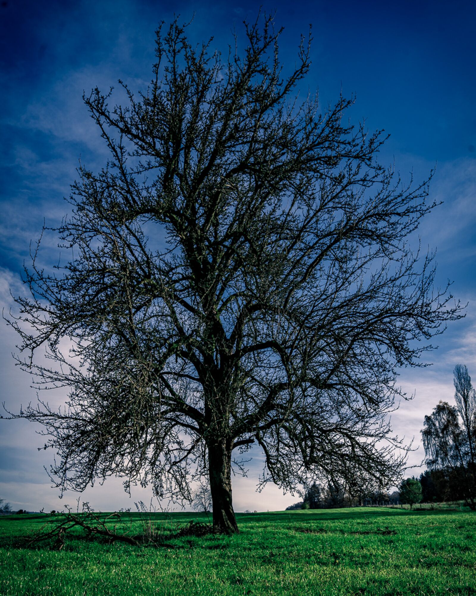Sony Vario-Tessar T* FE 16-35mm F4 ZA OSS sample photo. Tree, nature, forest photography