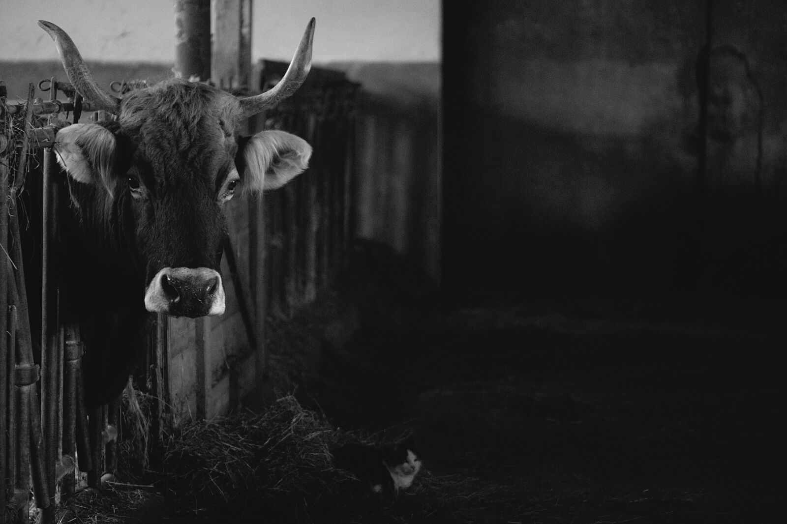 Nikon D5200 sample photo. Cow, cat, barn photography