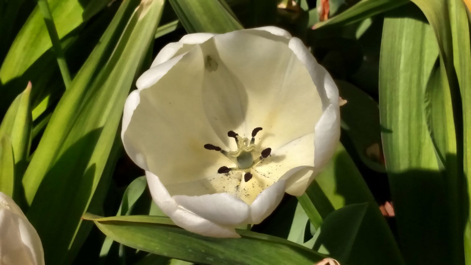 Motorola Droid Turbo sample photo. Flower, tulip photography