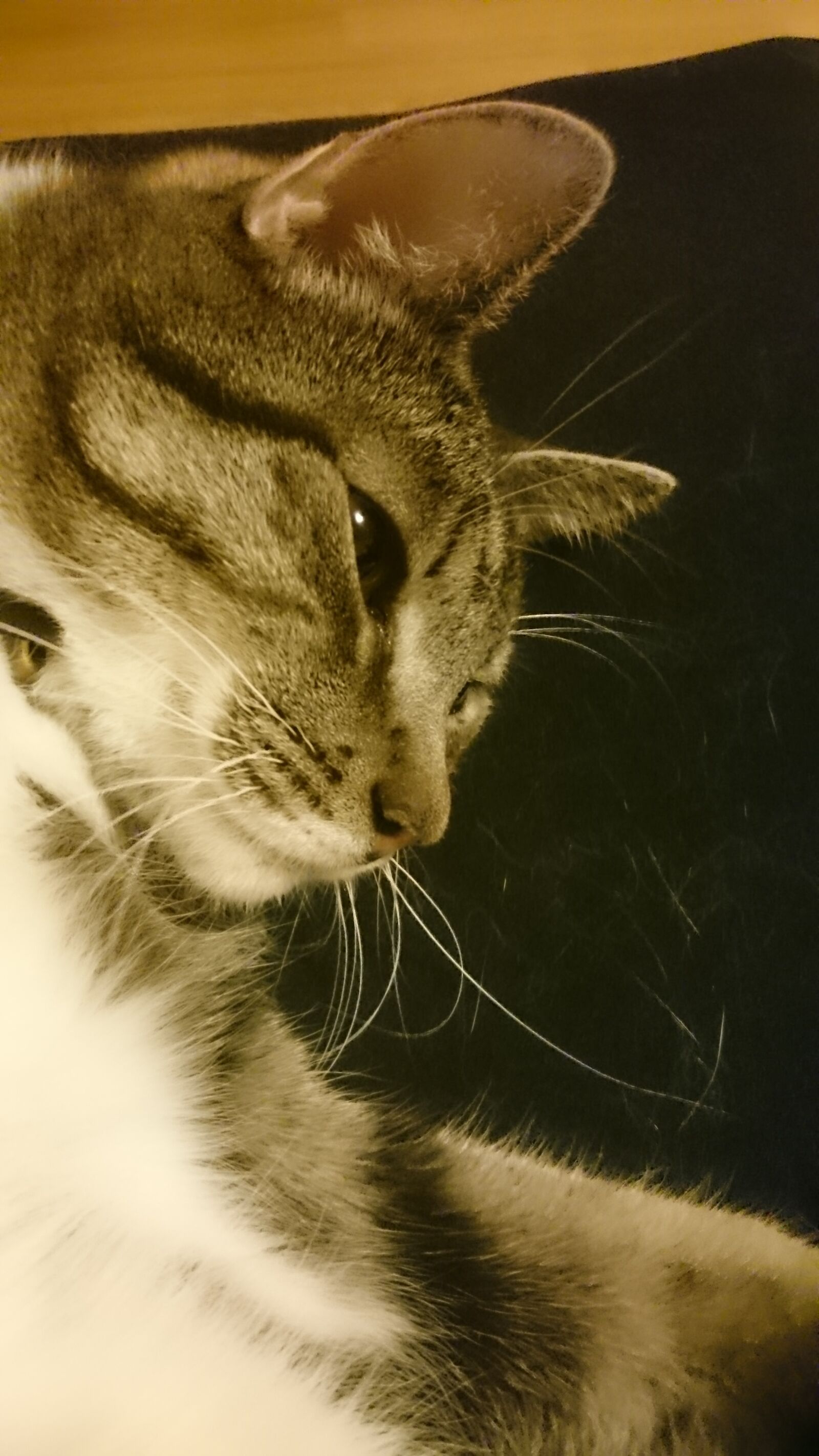 Sony Xperia Z3 sample photo. Cat, sleepy photography