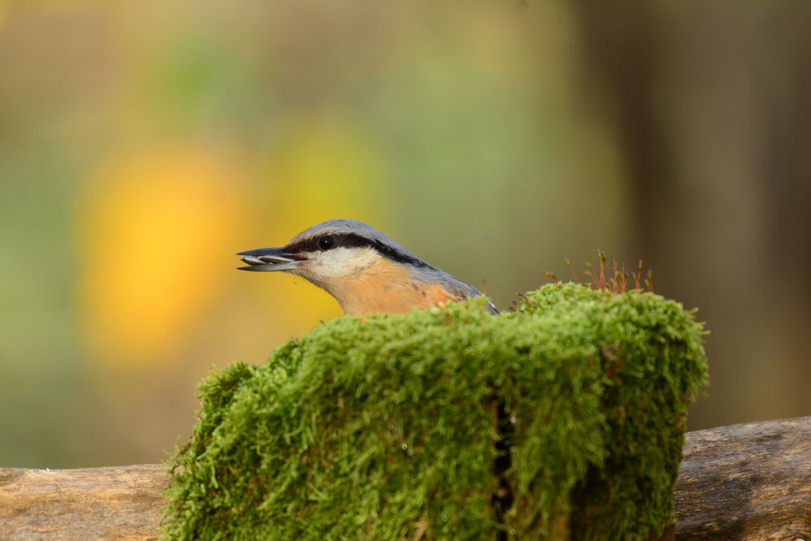Nikon D7100 sample photo