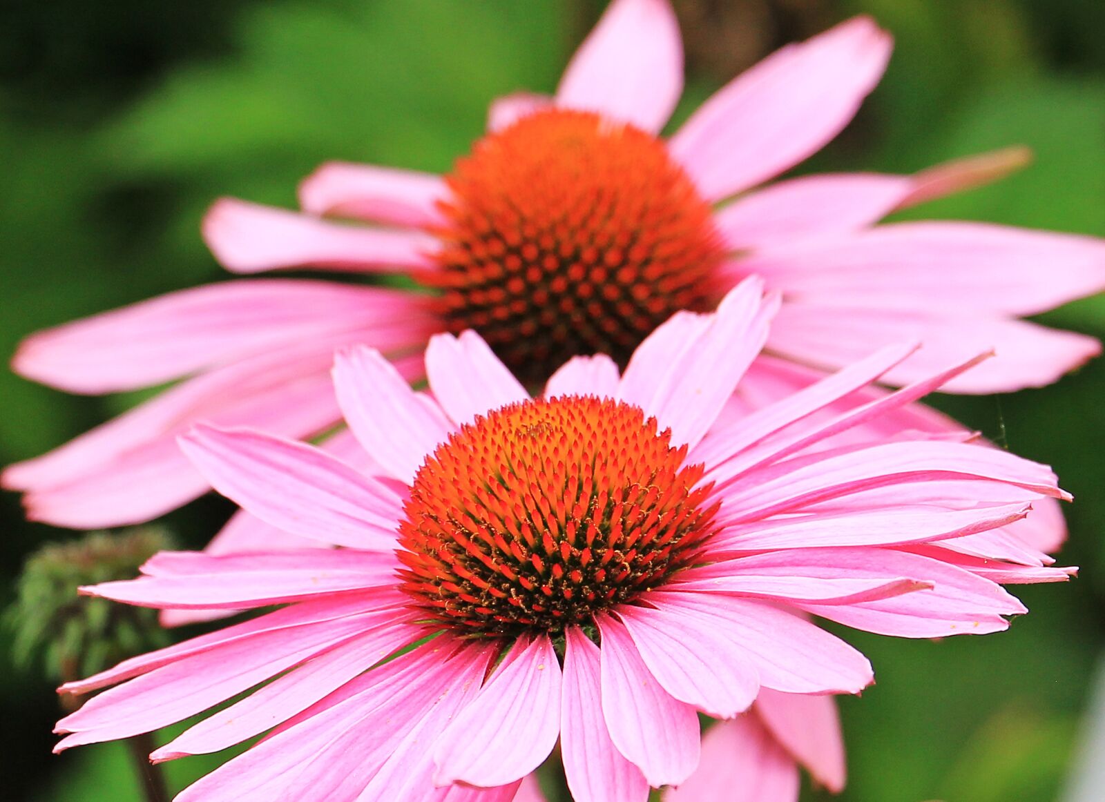 Canon EOS 550D (EOS Rebel T2i / EOS Kiss X4) sample photo. Sun hats, hedgehog heads photography