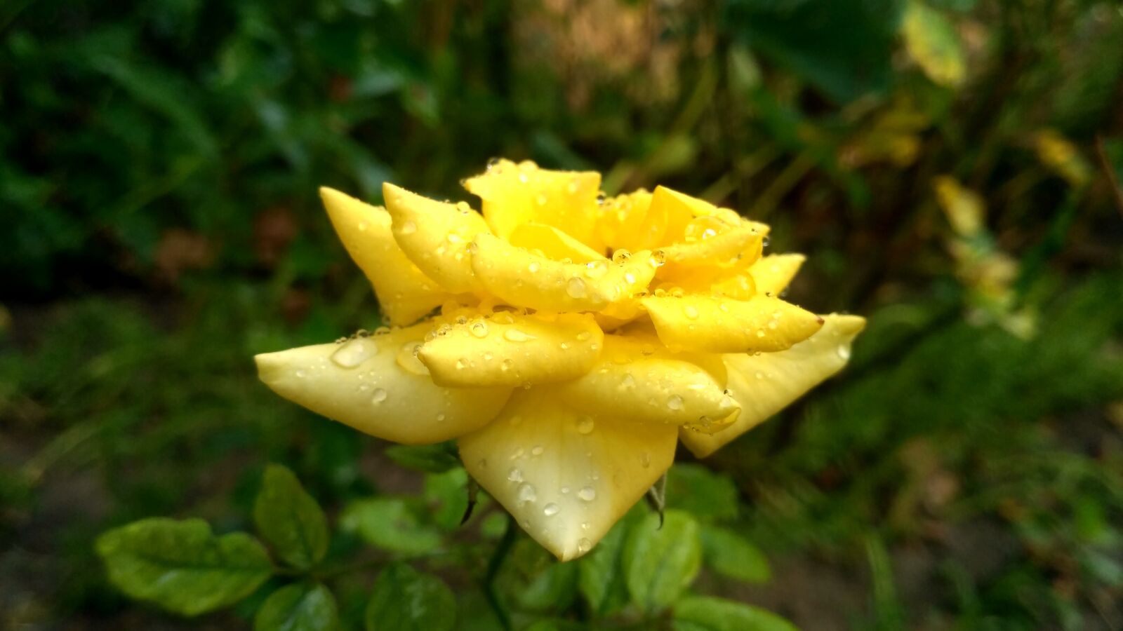 Xiaomi Redmi 3S sample photo. Nature, leaf, flora photography