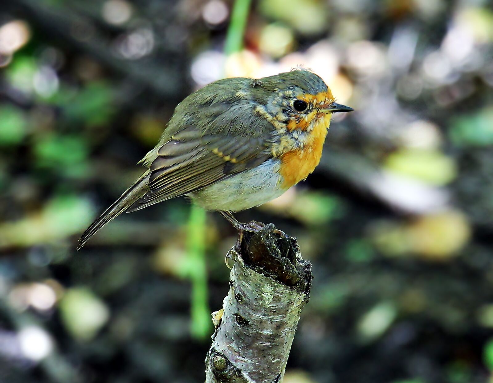 Canon EOS 550D (EOS Rebel T2i / EOS Kiss X4) sample photo. Bird, birdie, branch photography