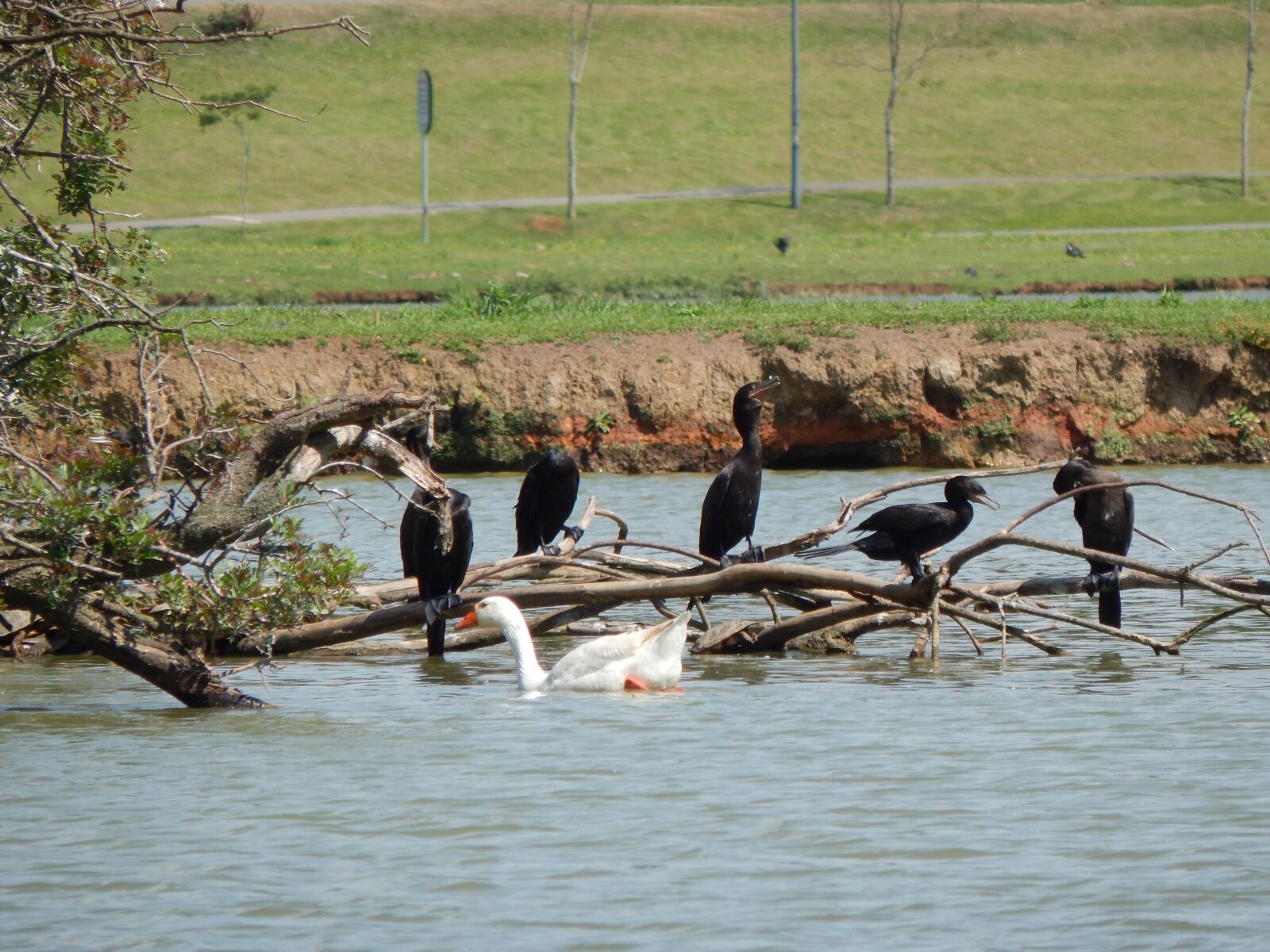 Nikon Coolpix L830 sample photo. Water, bird, tree photography