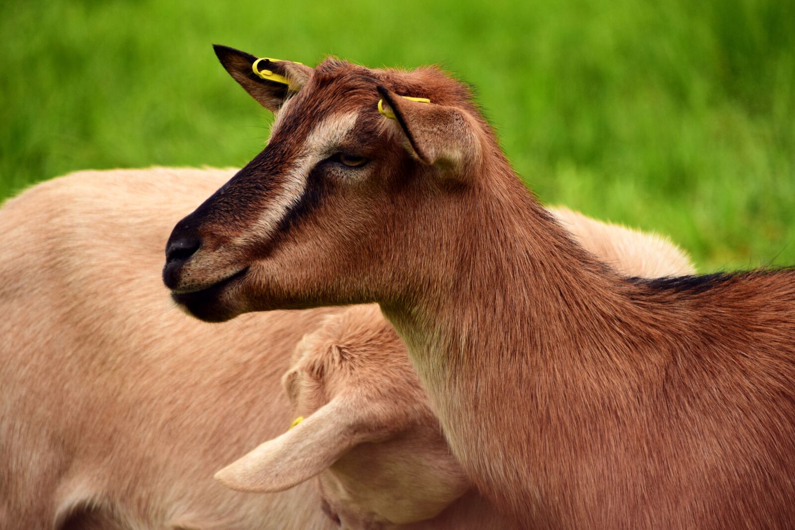 Nikon D3300 sample photo. Goats, young, pasture photography