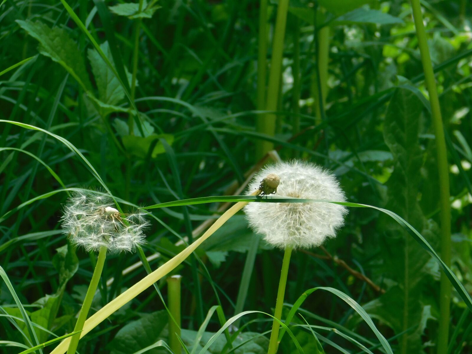 Nikon Coolpix B500 sample photo. Dandelion, nature, blossom photography