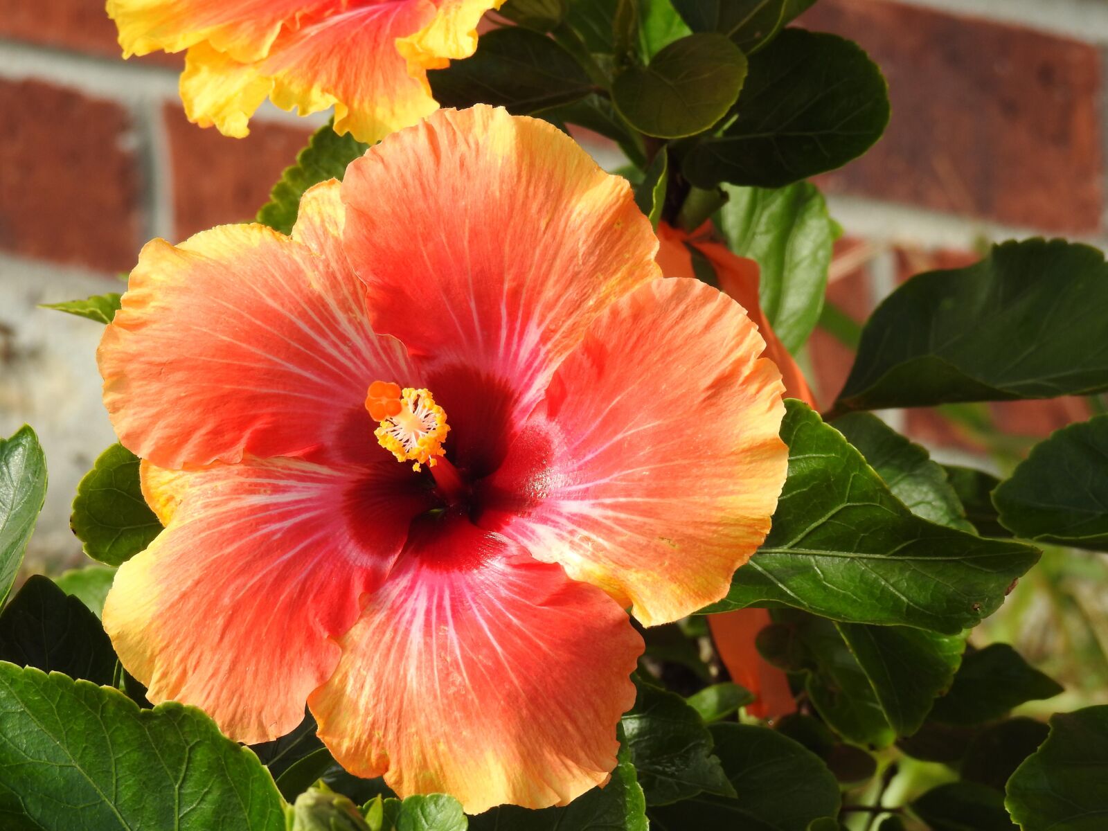 Nikon Coolpix P900 sample photo. Hibiscus, orange, peach photography