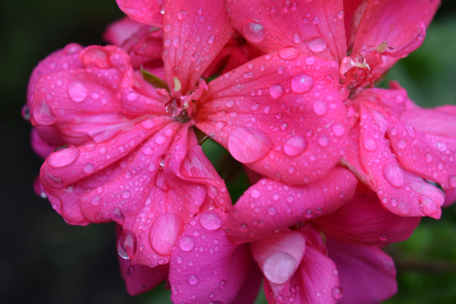 Nikon D5200 sample photo. Flowers, rain, drops photography