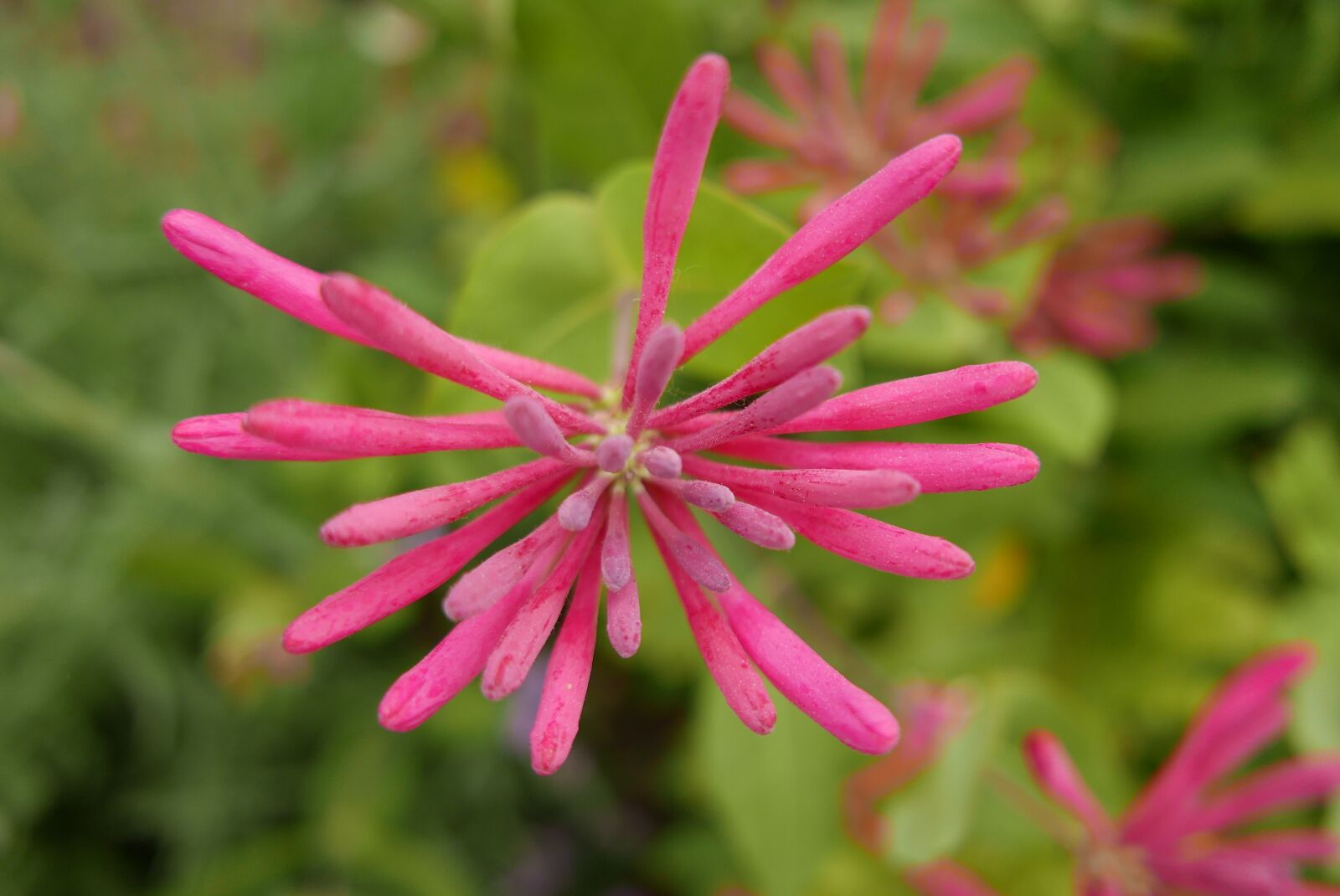 Leica D-Lux (Typ 109) sample photo. Flowers, red, nature photography
