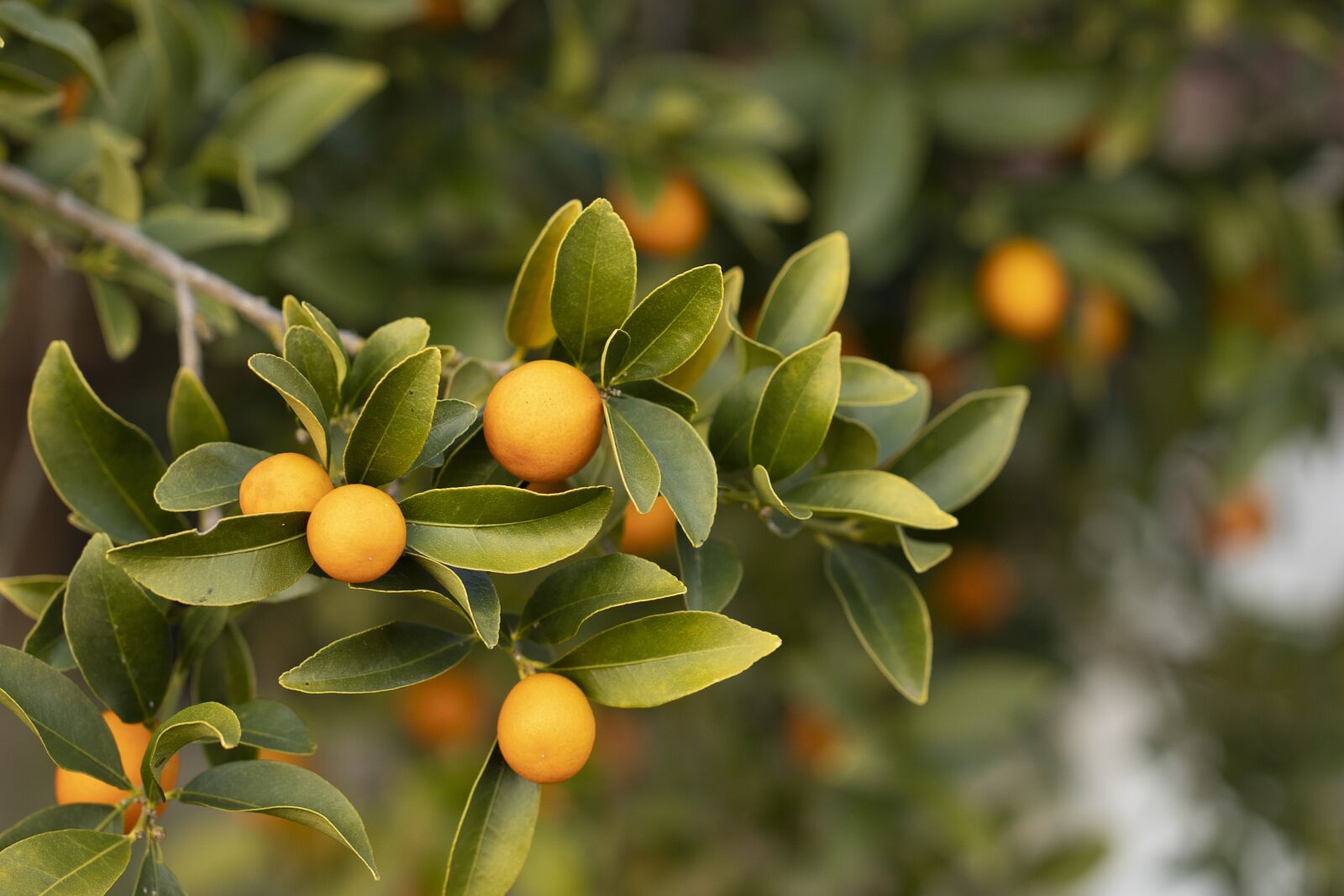 Canon EOS 80D sample photo. Satsuma, orange, juice photography