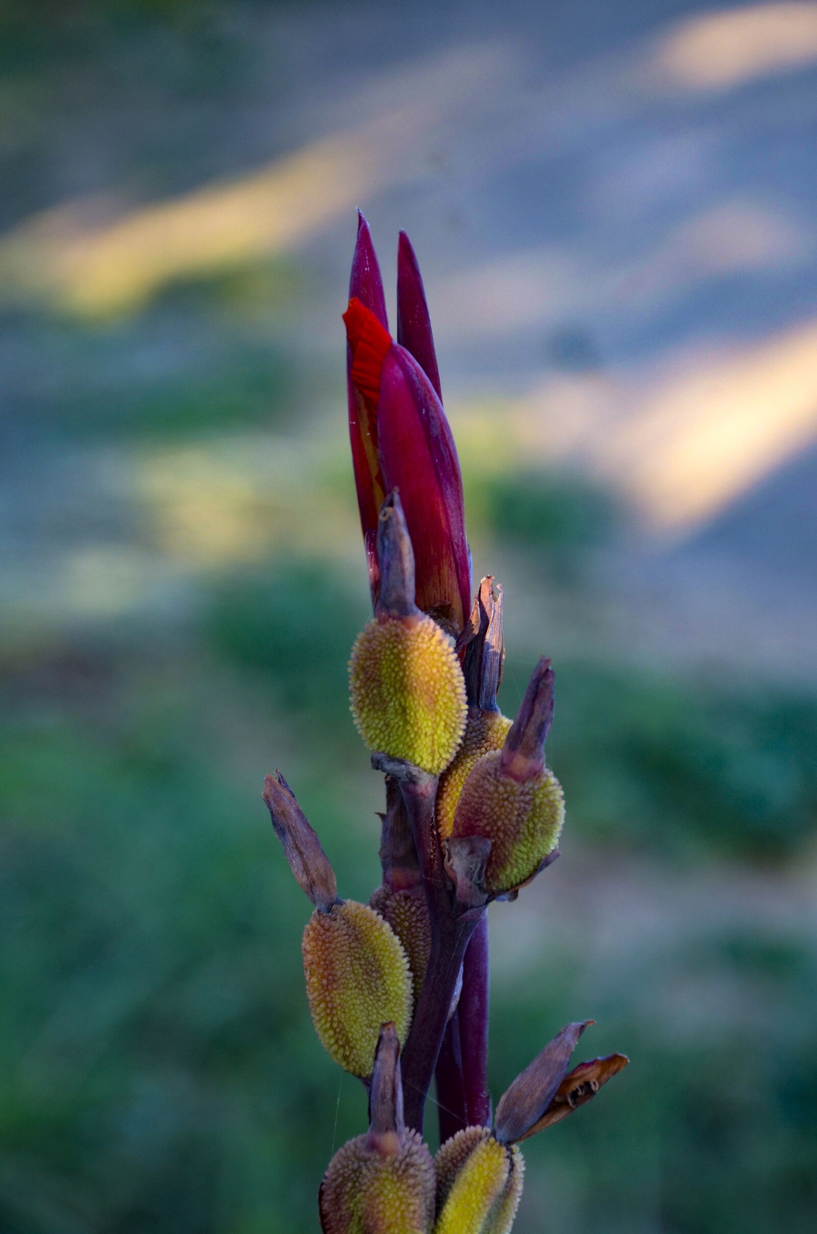 Nikon D7000 sample photo. Close up, red flowers photography