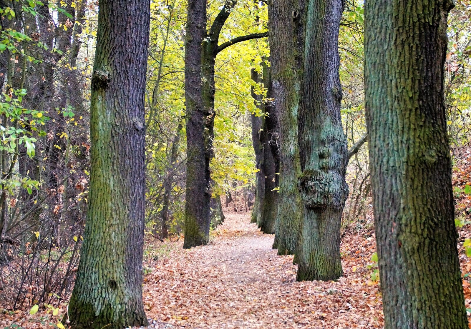 Sony SLT-A58 sample photo. Alley, fallen, leaves photography