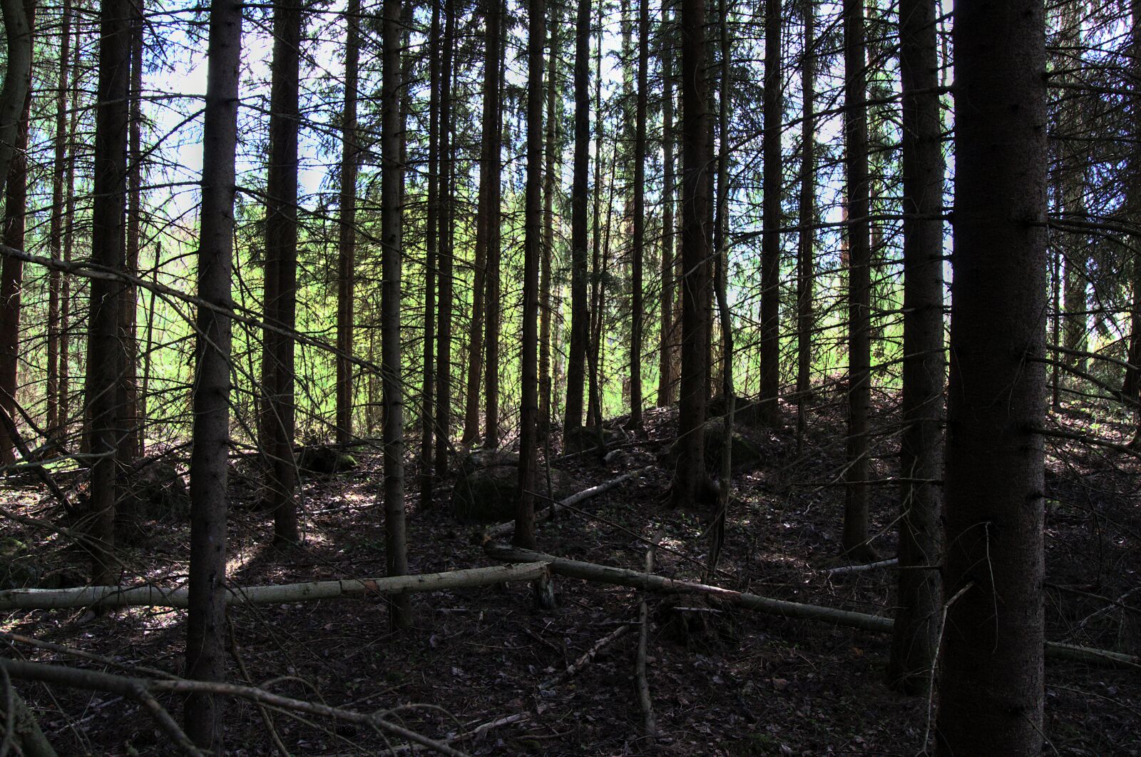 Nikon D5100 sample photo. Forest, trees, bare photography