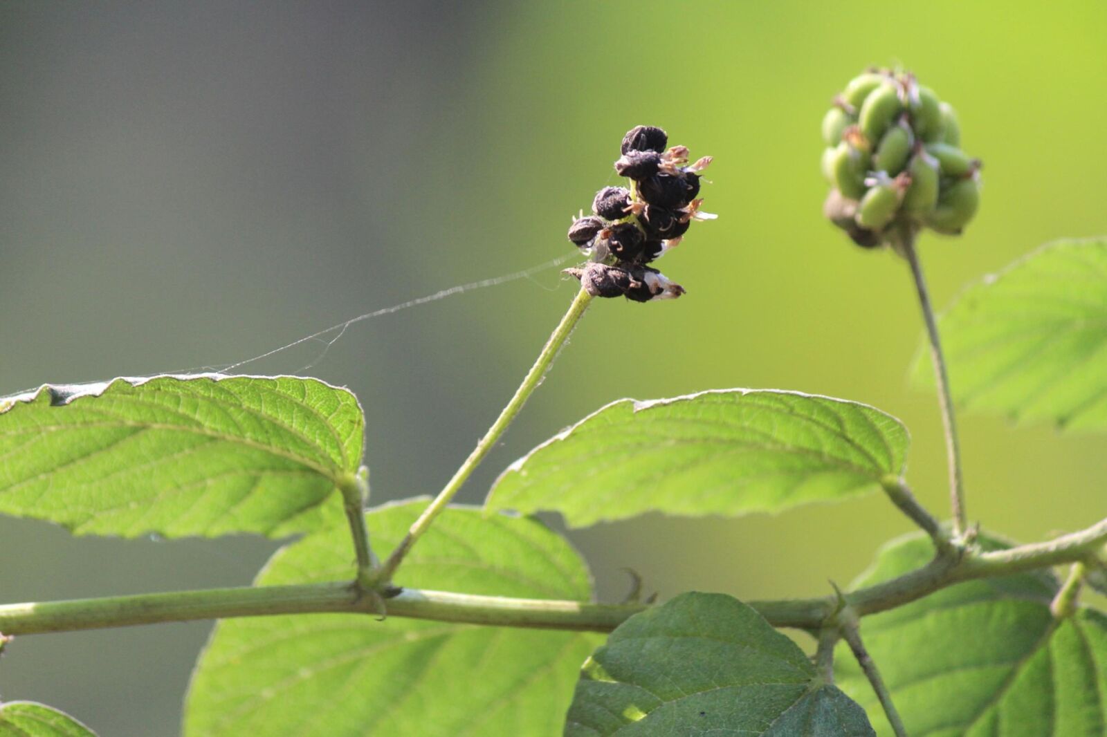 Canon EOS 600D (Rebel EOS T3i / EOS Kiss X5) sample photo. Flower, plant, plant, leaf photography