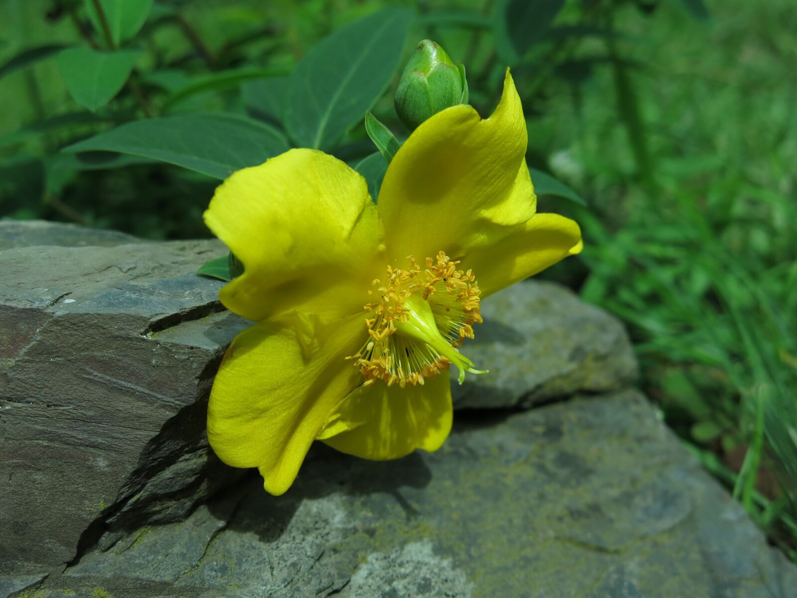 Canon PowerShot G15 sample photo. St john's wort, blaze photography