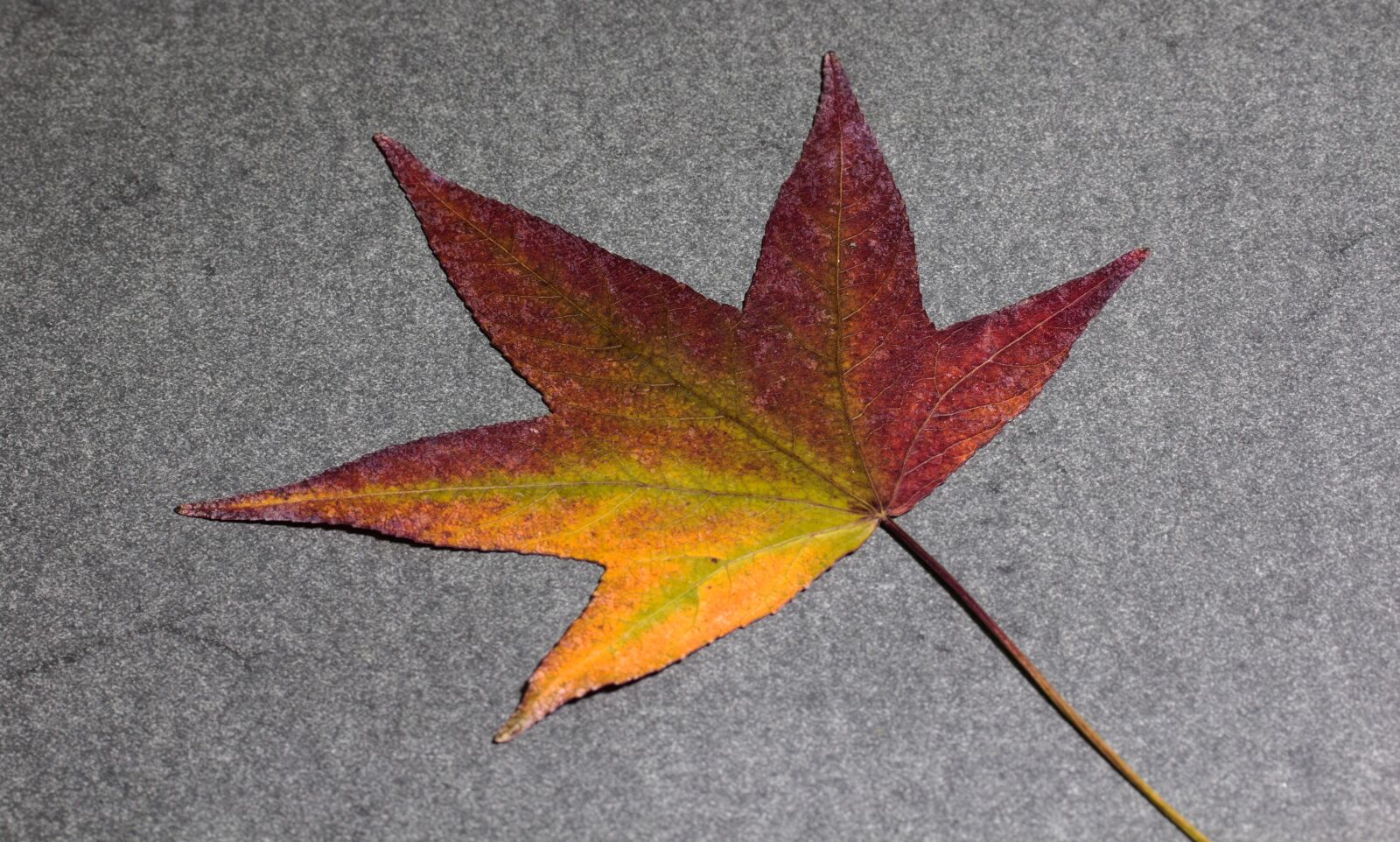 Canon EF-S 60mm F2.8 Macro USM sample photo. Leaf, foliage leaf, amber photography