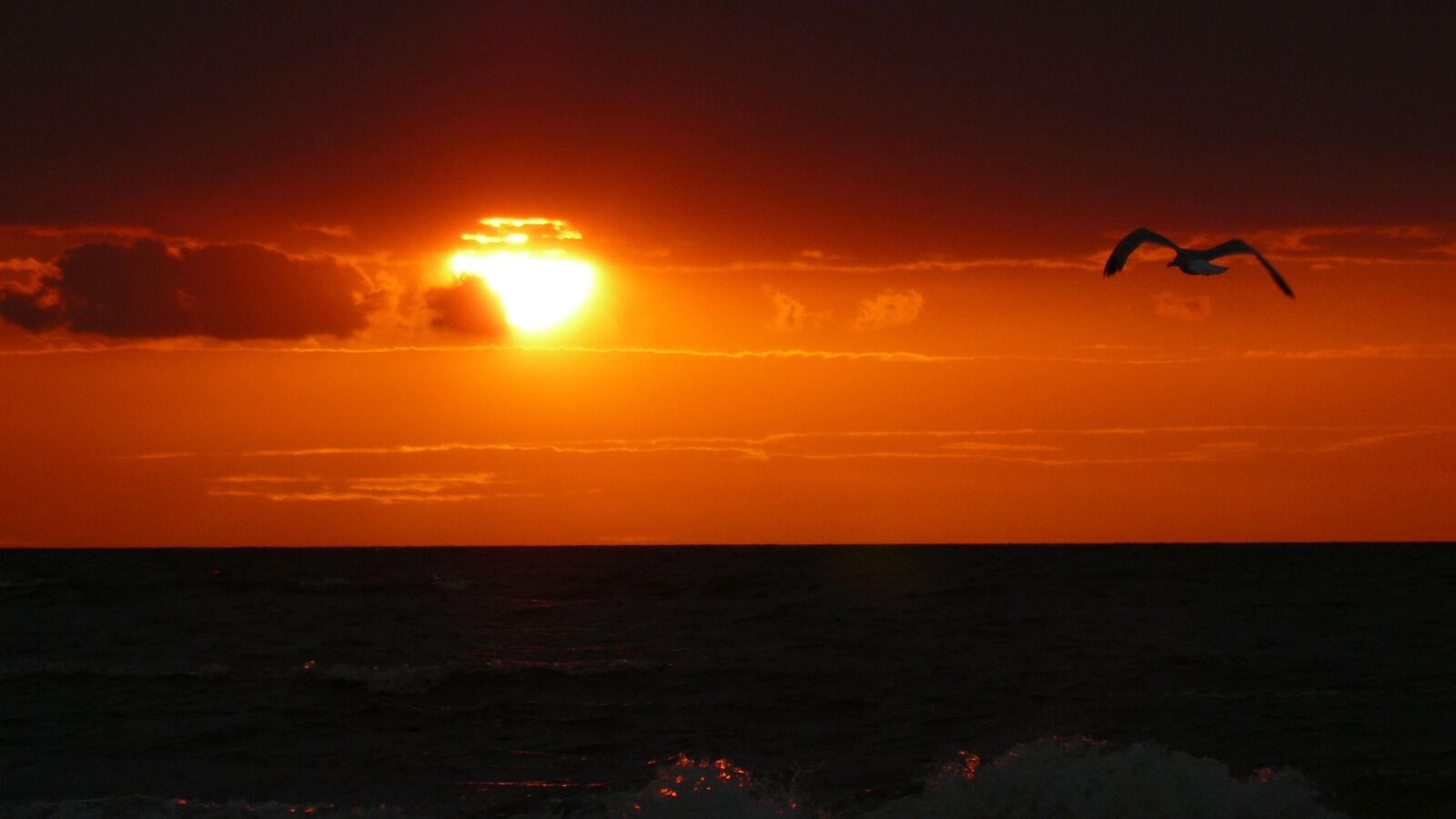 Panasonic DMC-FZ8 sample photo. Sea, sunset, bird photography