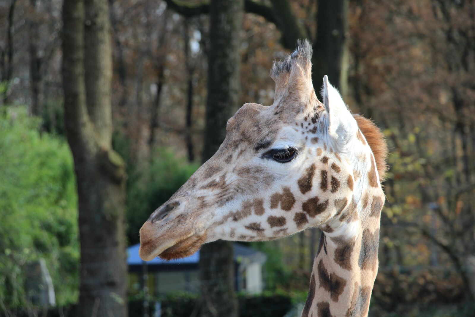 Canon EOS 700D (EOS Rebel T5i / EOS Kiss X7i) sample photo. Giraffe, animals, zoo photography