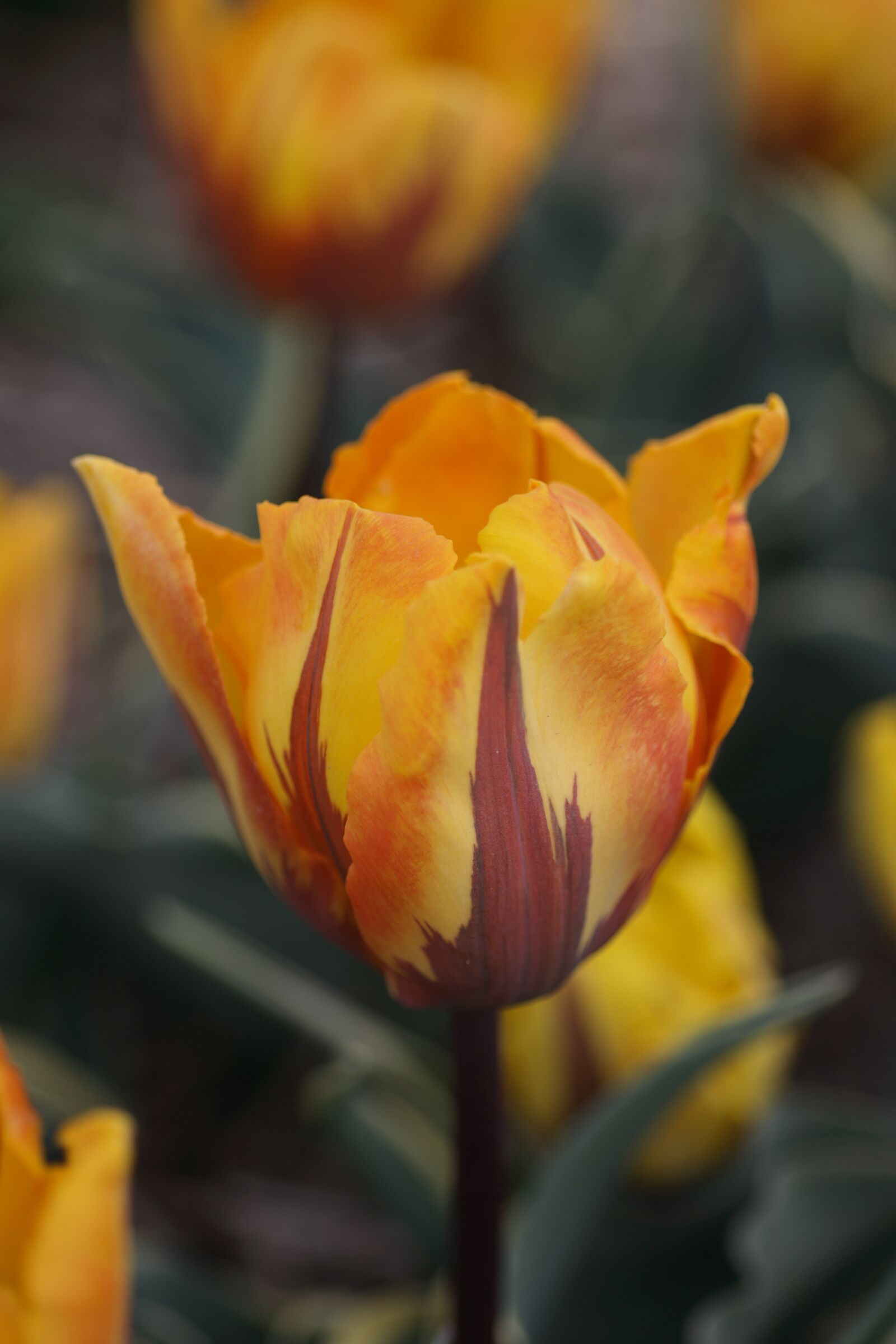 Canon EOS 400D (EOS Digital Rebel XTi / EOS Kiss Digital X) sample photo. Tulip, yellow, red photography