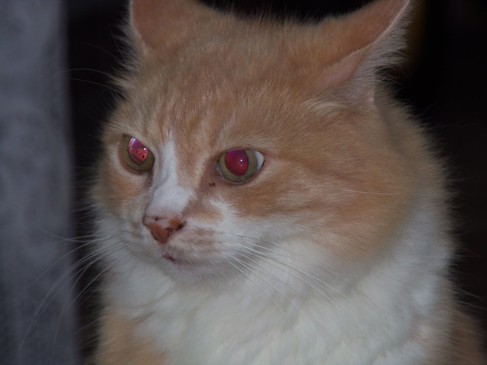 Nikon COOLPIX L315 sample photo. Cookie "red eyes" photography