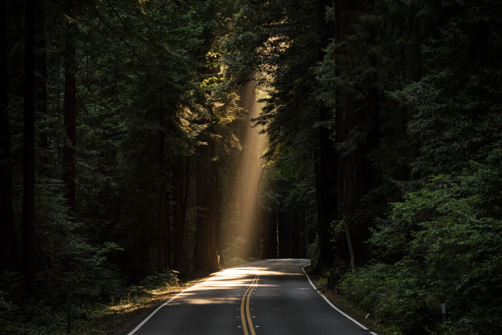 Sony a7 II + Sony FE 70-200mm F4 G OSS sample photo. Conifer, daylight, evergreen photography
