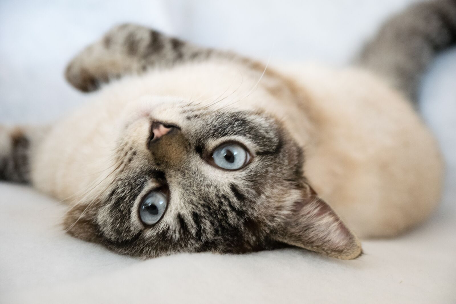 Nikon D5300 sample photo. Animal, cute, pet photography