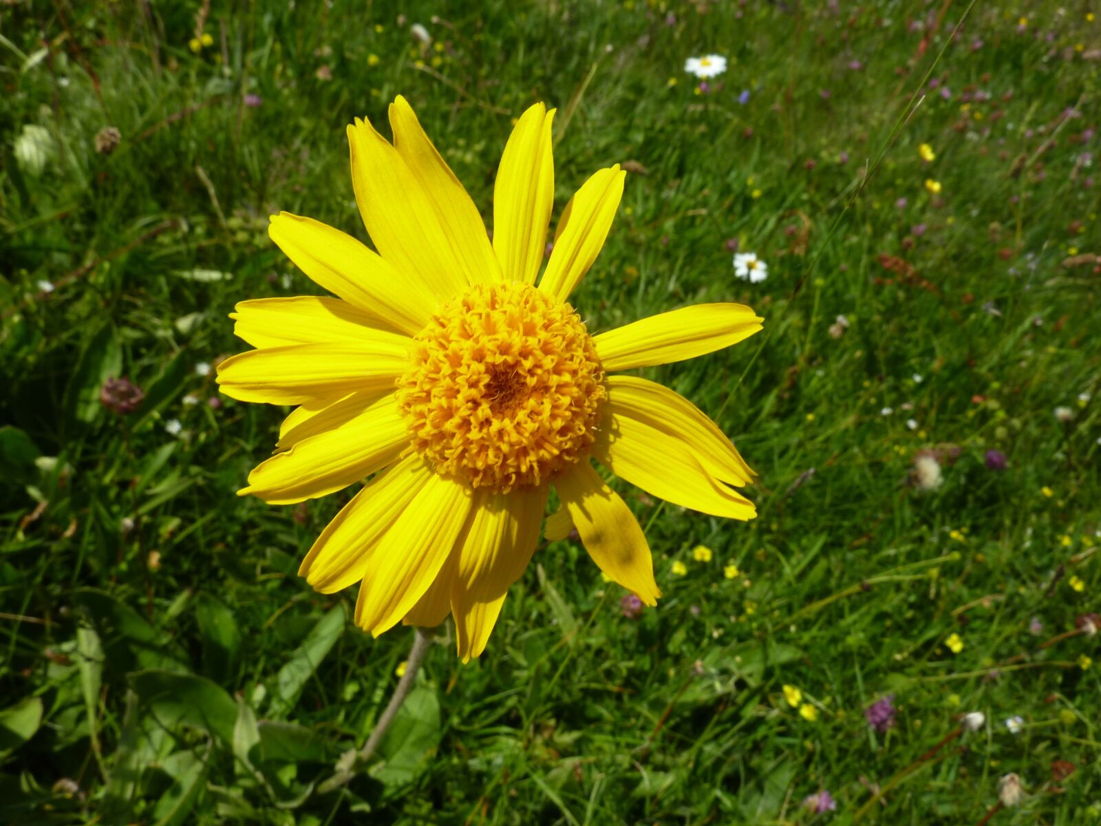 Panasonic DMC-TZ7 sample photo. Arnica, markstein flowers, mountain photography