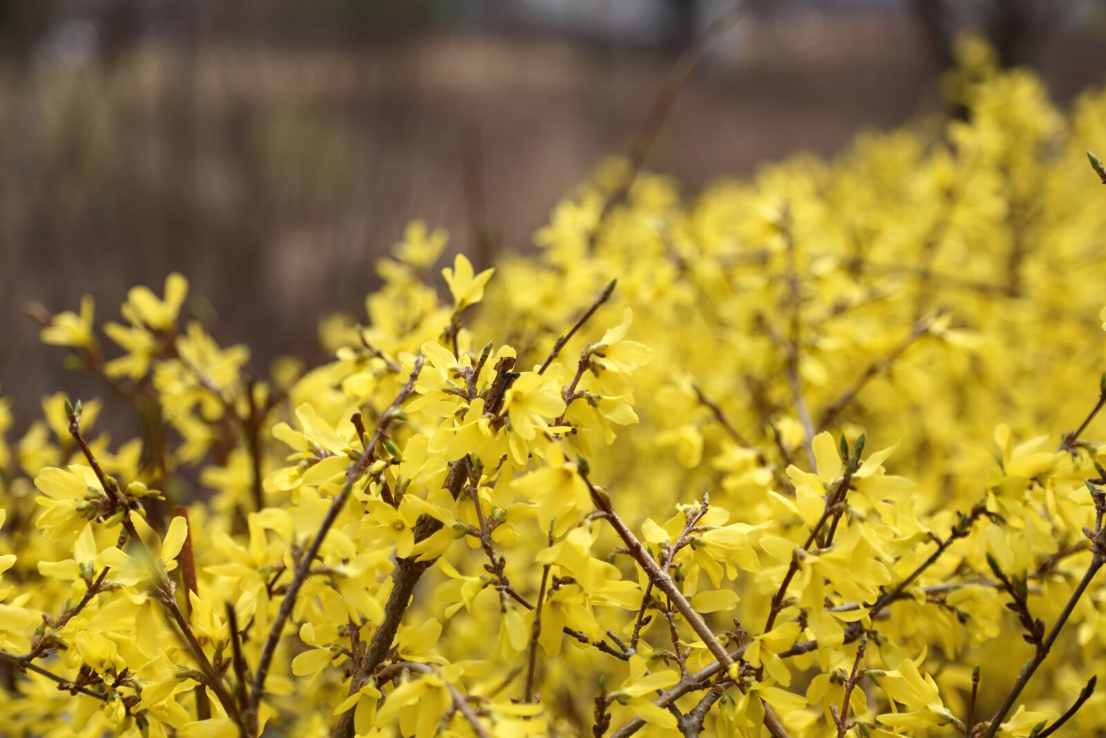 Canon EOS 6D + Canon EF 24-105mm F4L IS USM sample photo. Forsythia, pangyo, spring photography