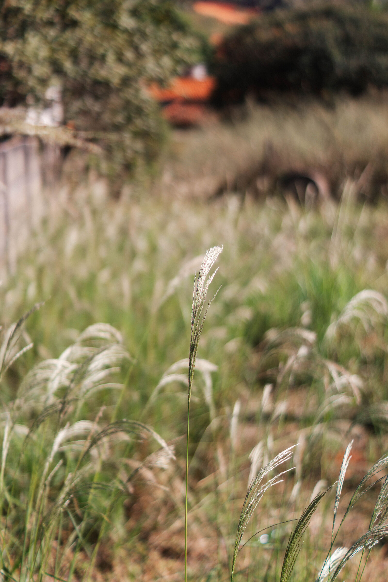 Sony SLT-A65 (SLT-A65V) sample photo