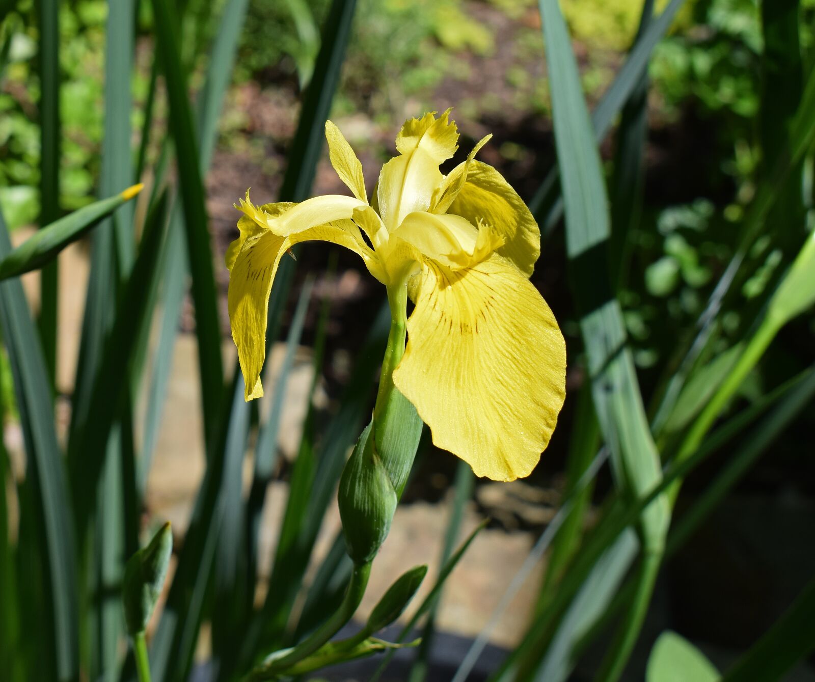 Nikon D3300 sample photo. Yellow iris, swamp iris photography